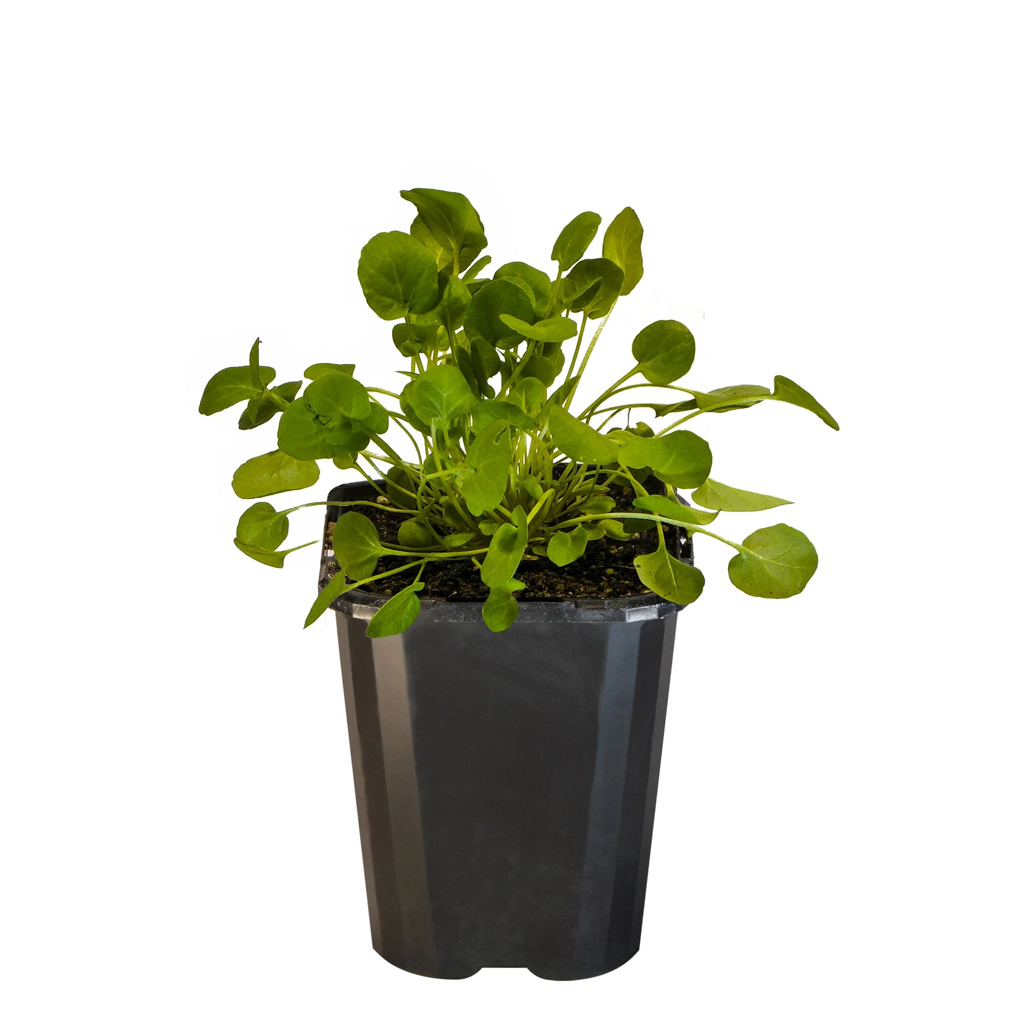 Land Cress_09416408001685_3.jpg