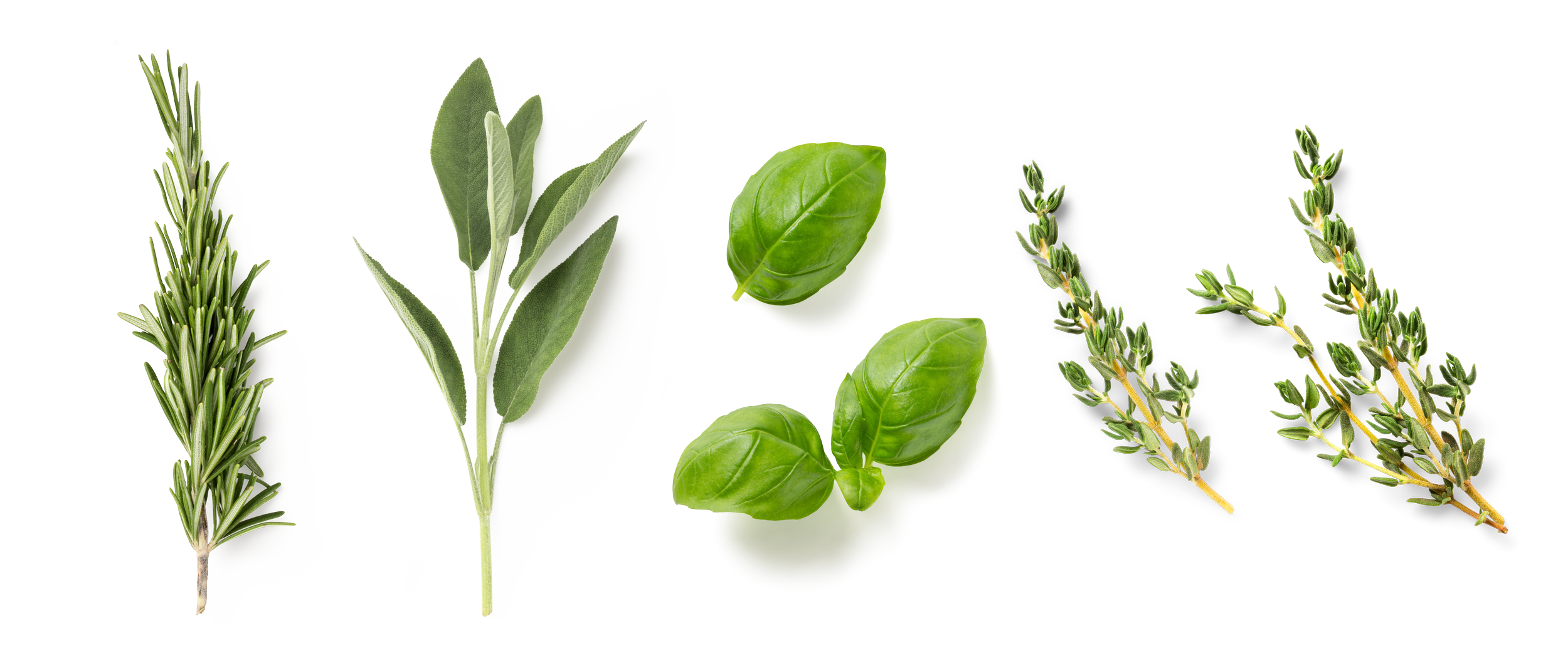 Arrangement of fresh herbs including rosemary, sage, basil, and thyme.