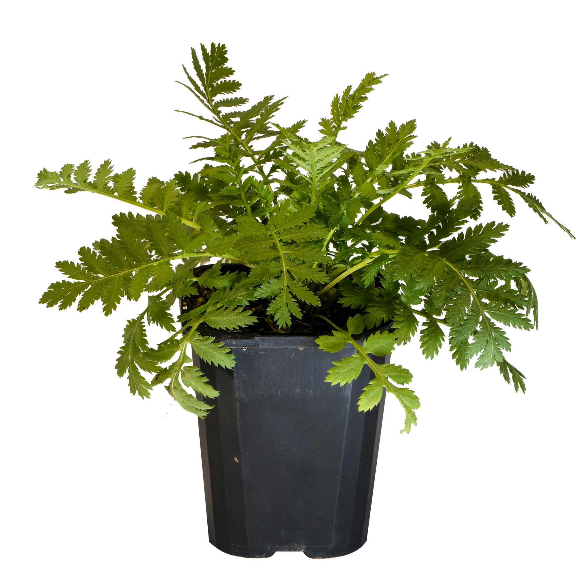 Tansy_09416408001371_3.png