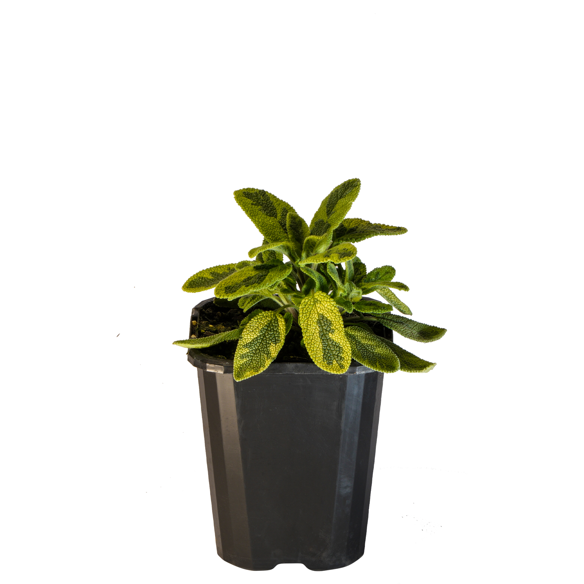 Sage Variegated_09416408001081_3.png