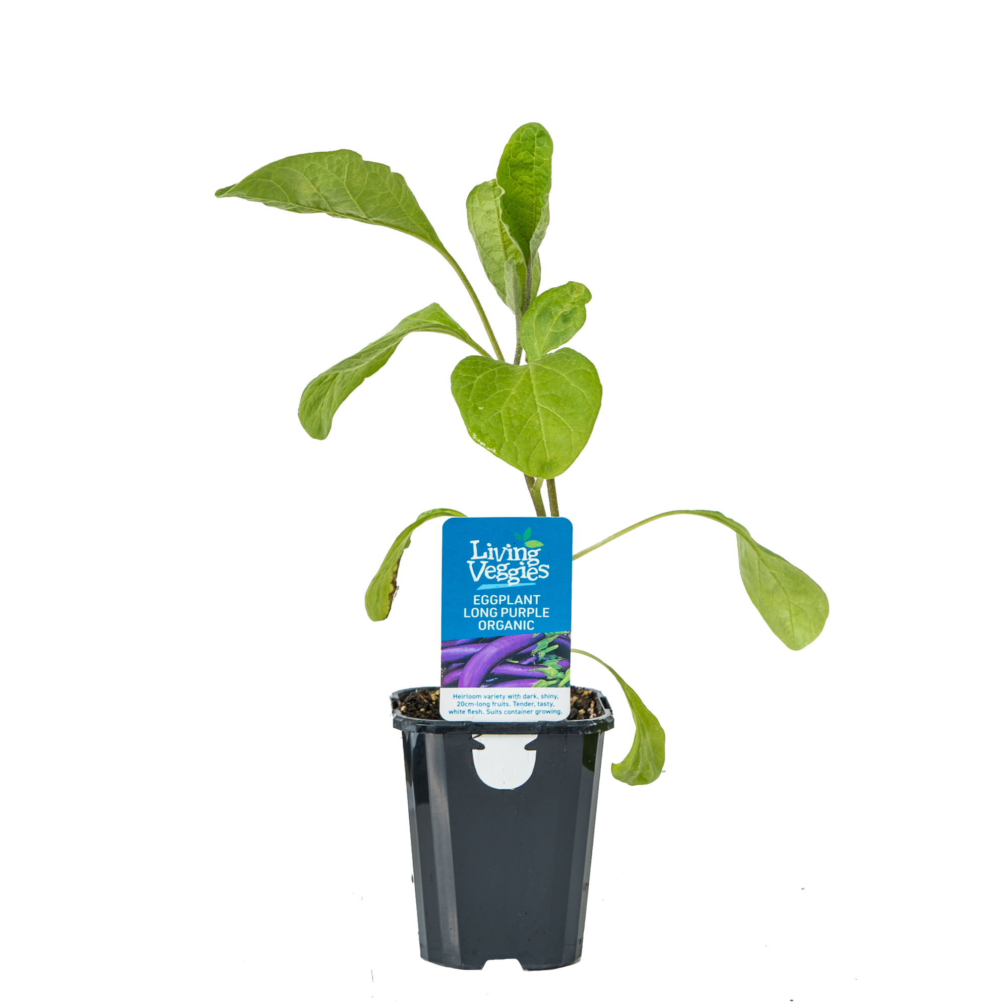 Eggplant - Long Purple