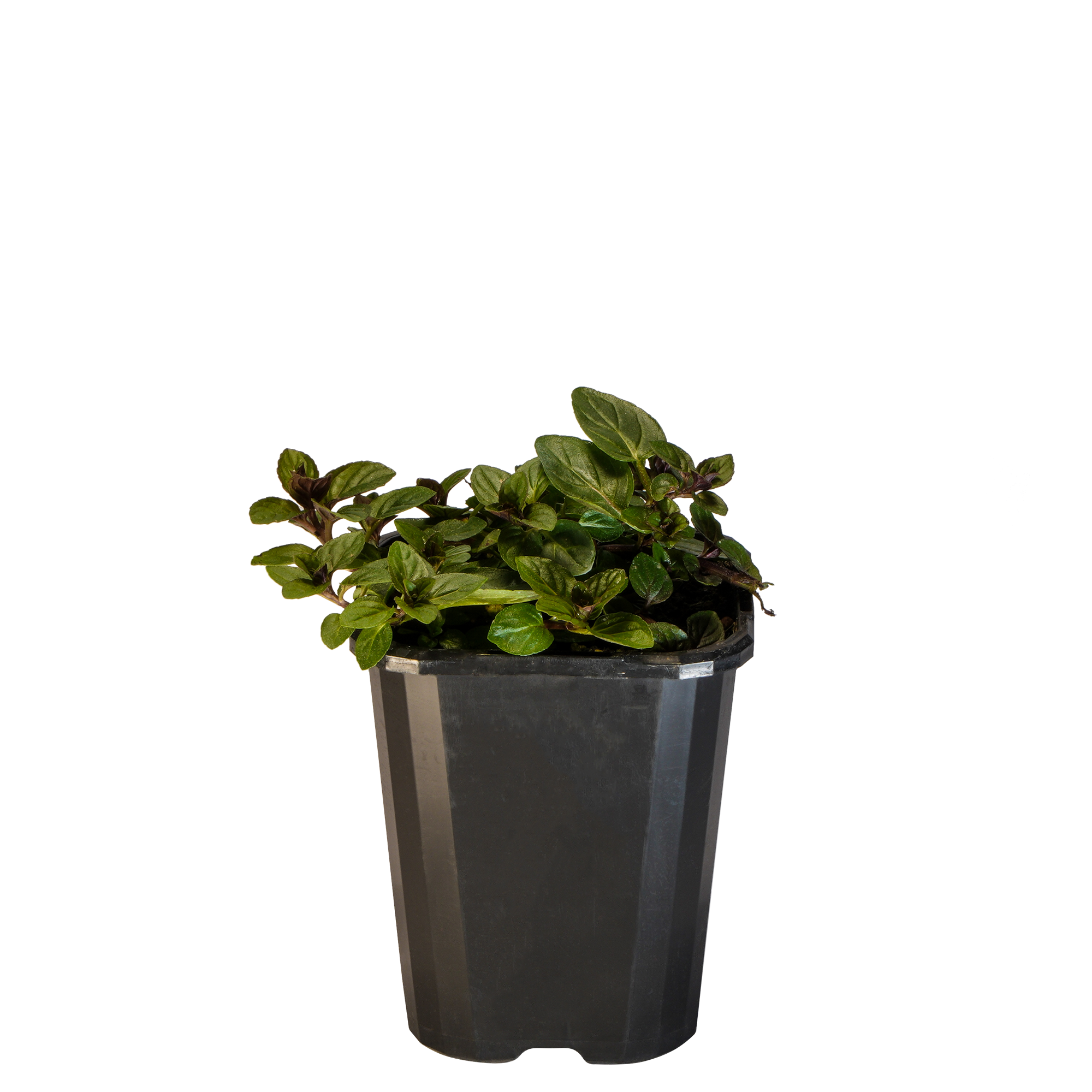 Mint Chocolate_09416408000855_3.png