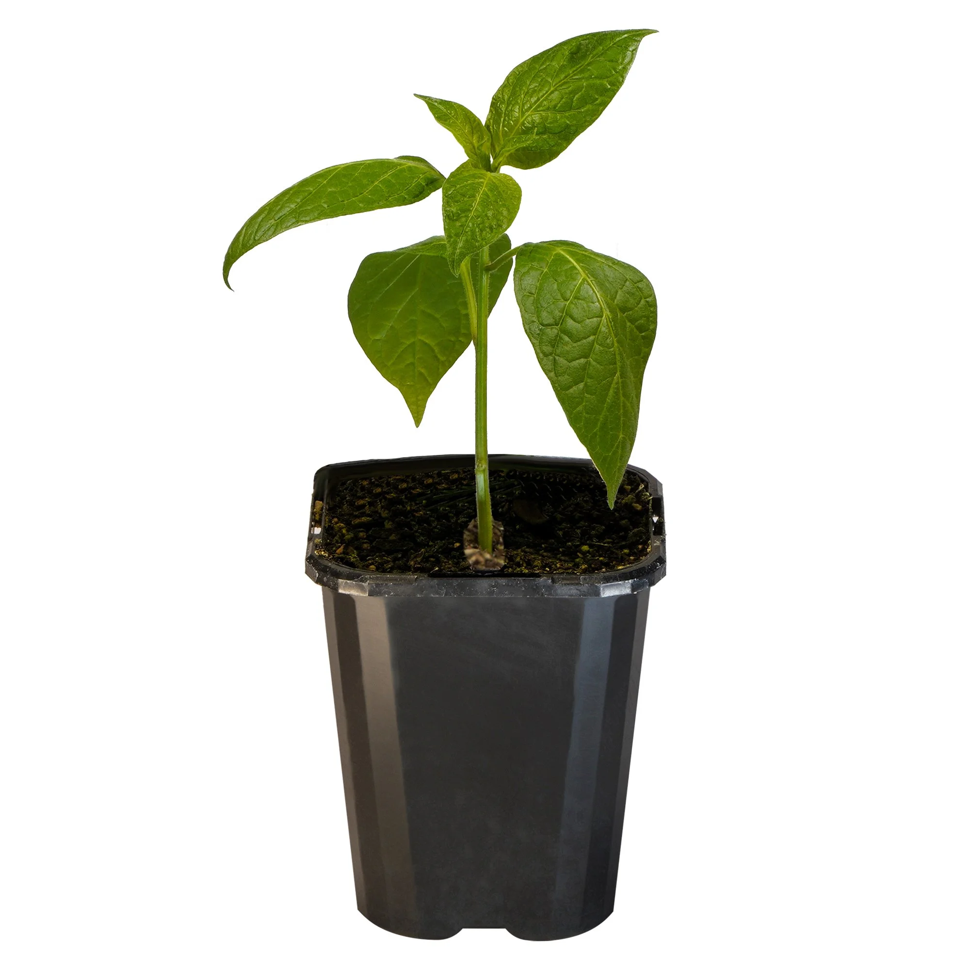 Chilli Rocoto_09416408001722_3.jpg