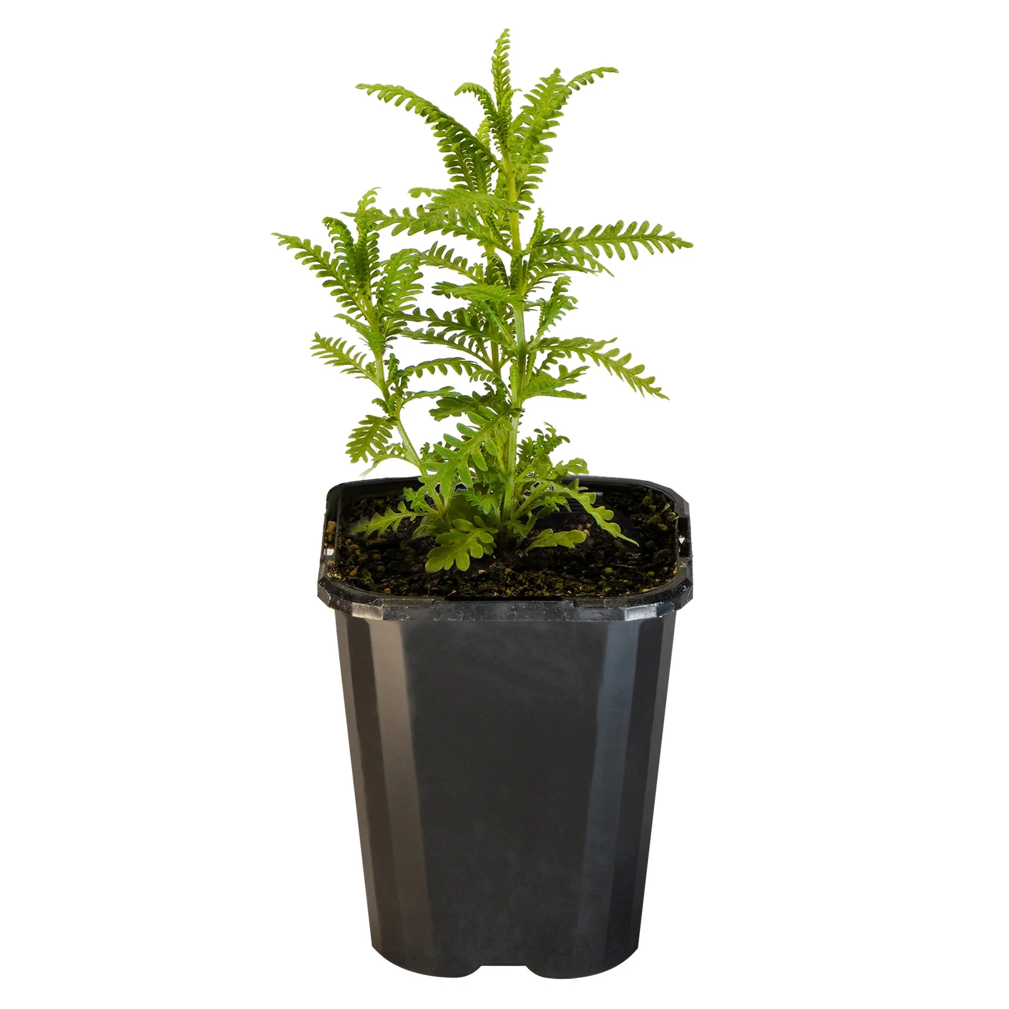 Lavender Dentata_09416408000718_3.jpg