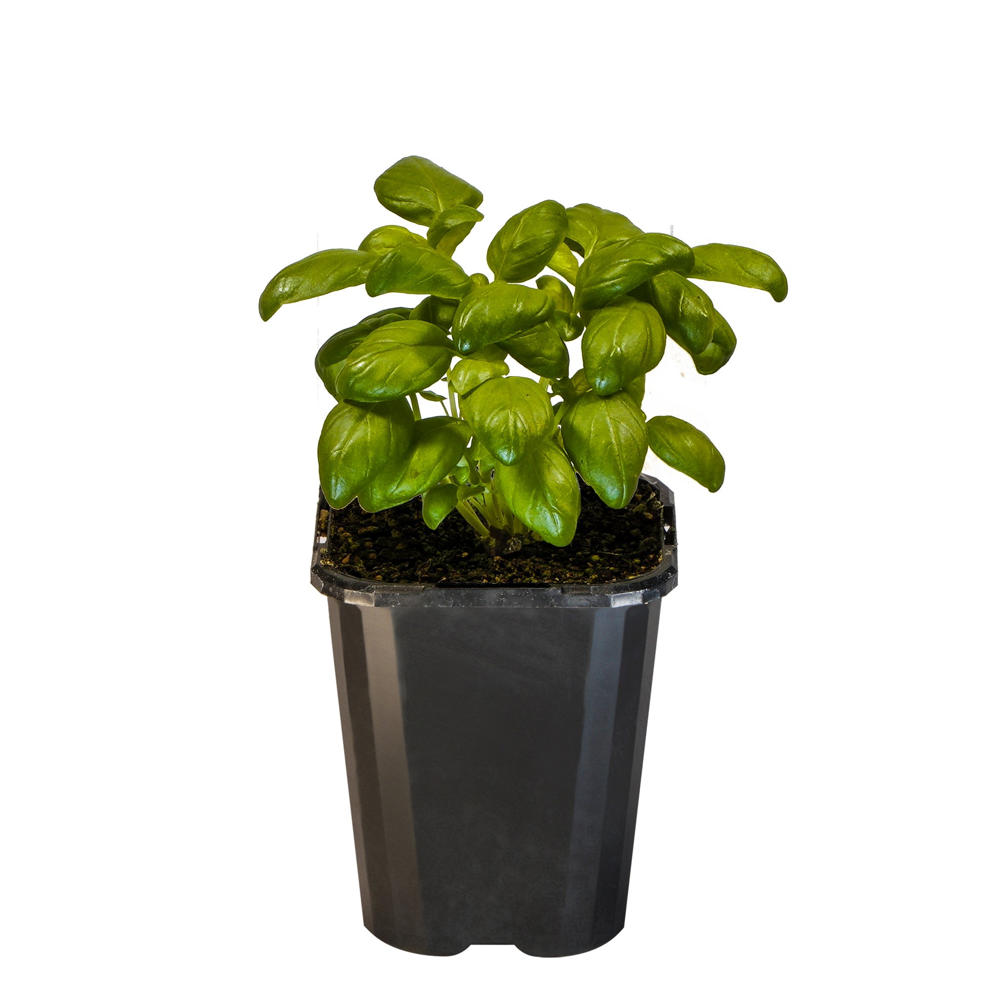 Basil Sweet_09416408000381_3.jpg