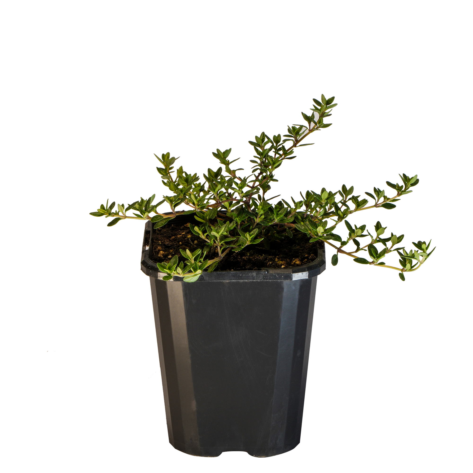 Thyme Chicken_09416408001159_3.png