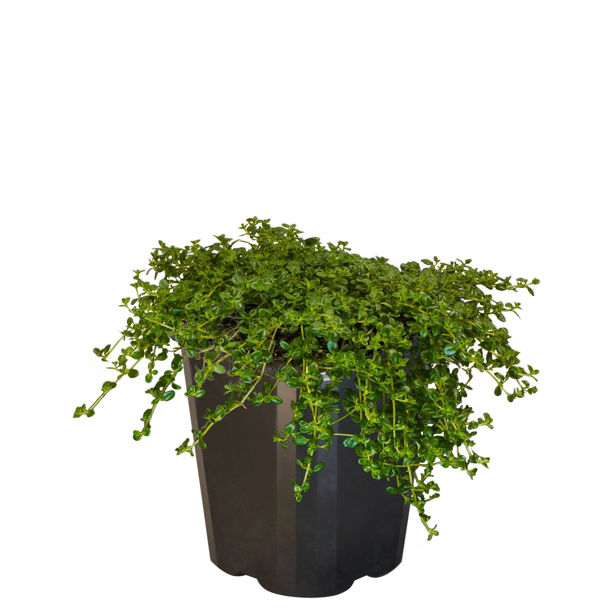 Thyme Emerald Carpet