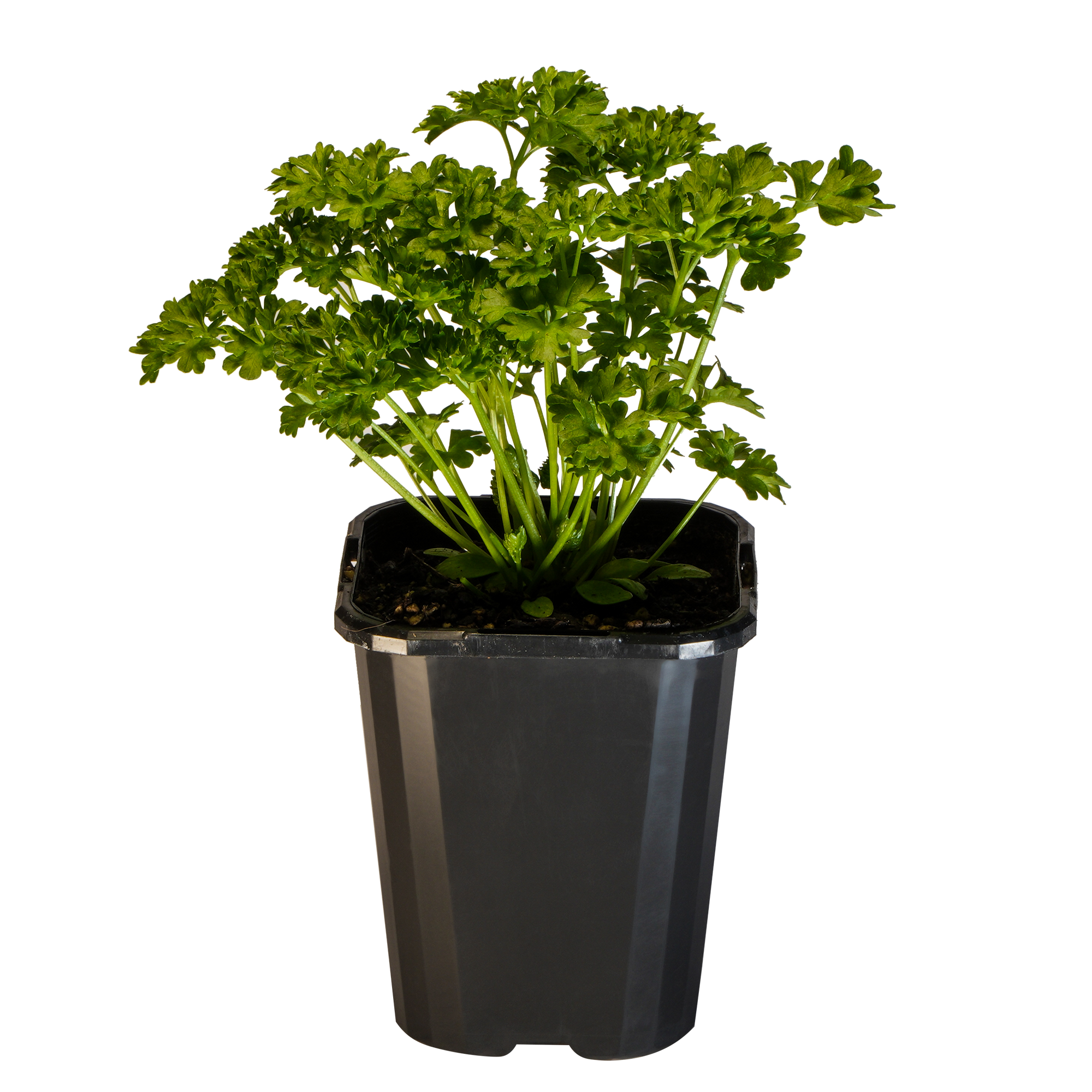 Parsley Curled_09416408000947_3.png
