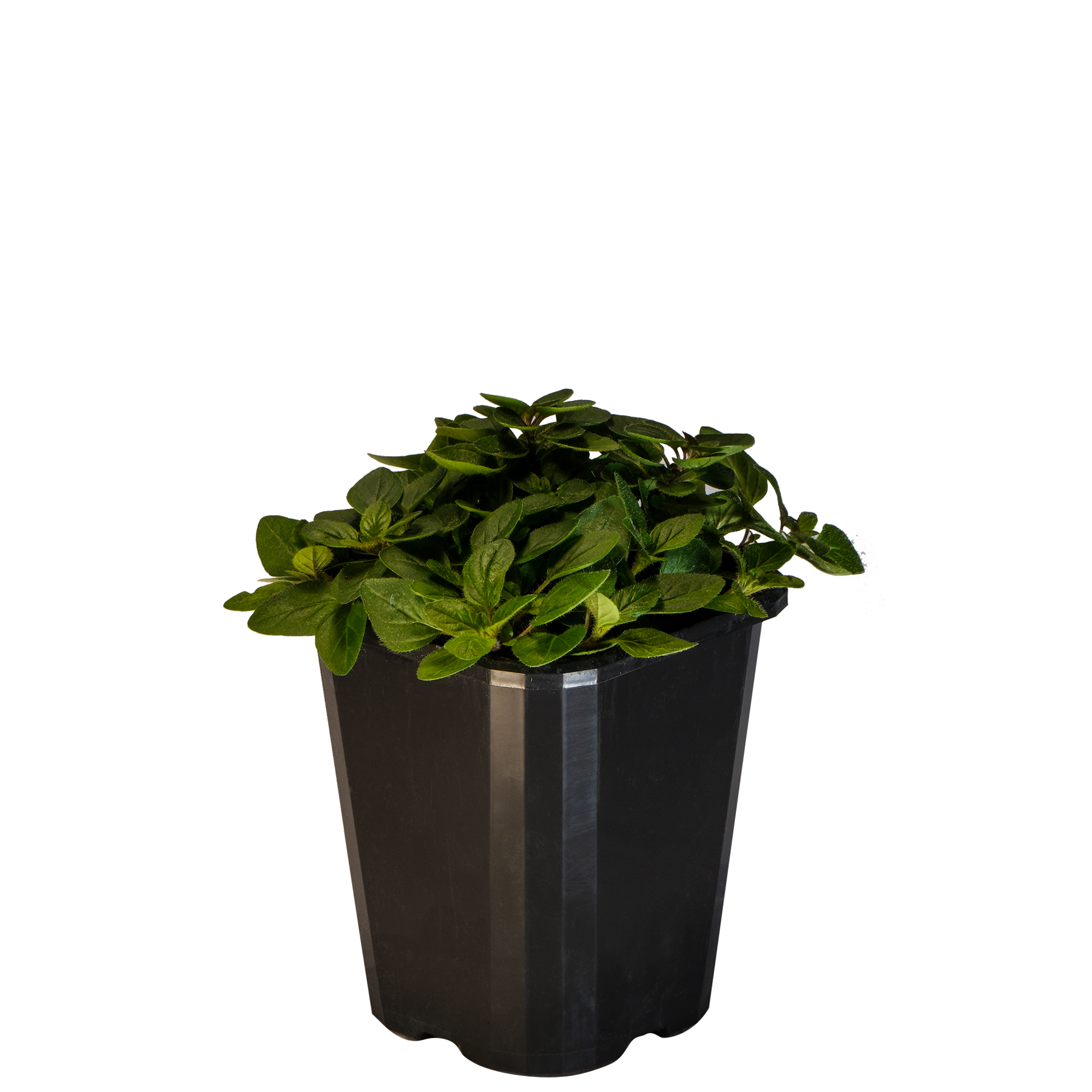 Marjoram Pot