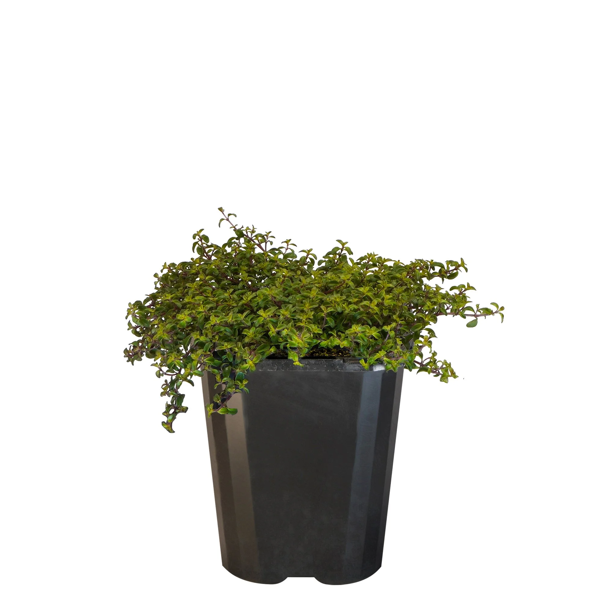 Thyme Ruby Carpet_09416408001579_3.jpg