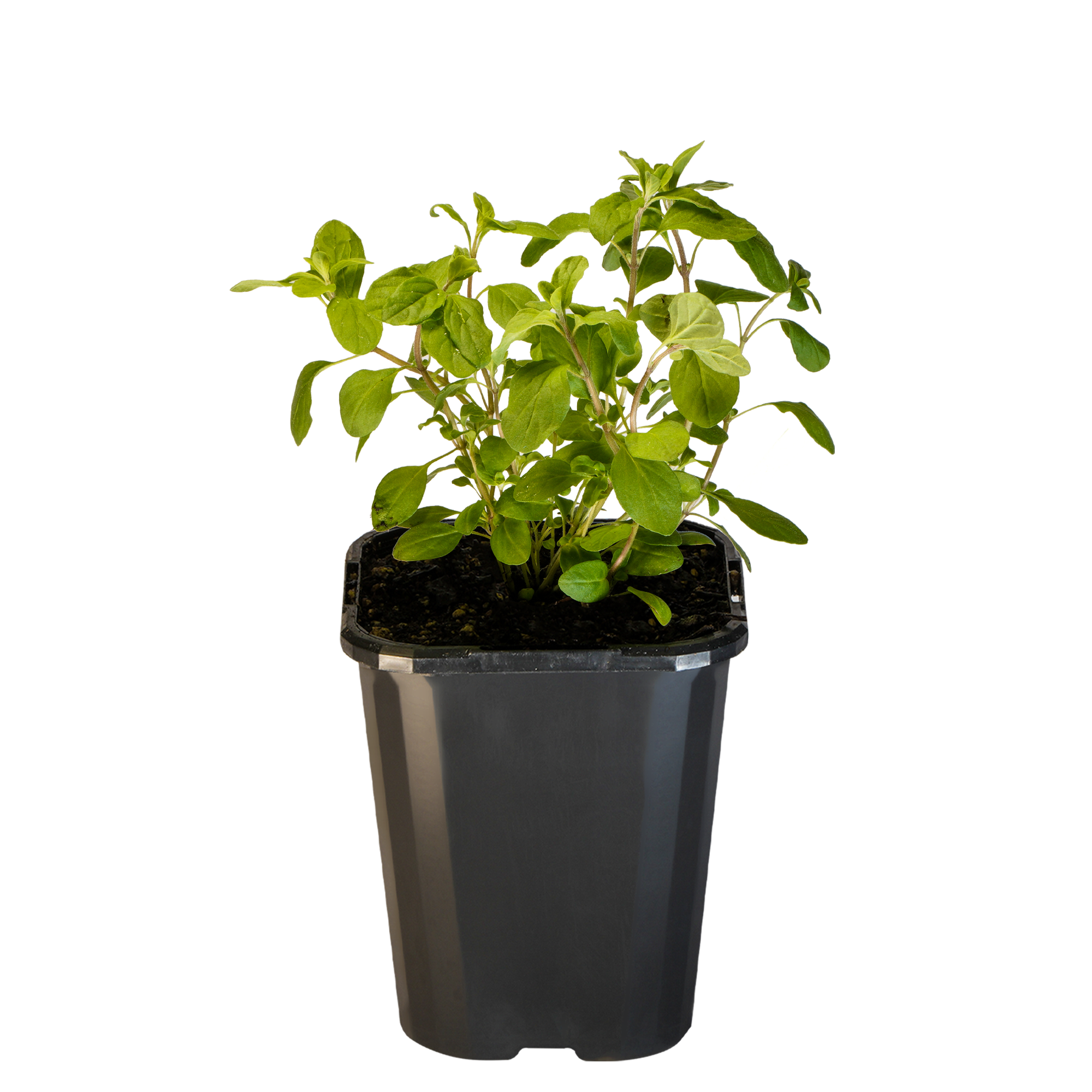 Marjoram Sweet_09416408000817_3.png