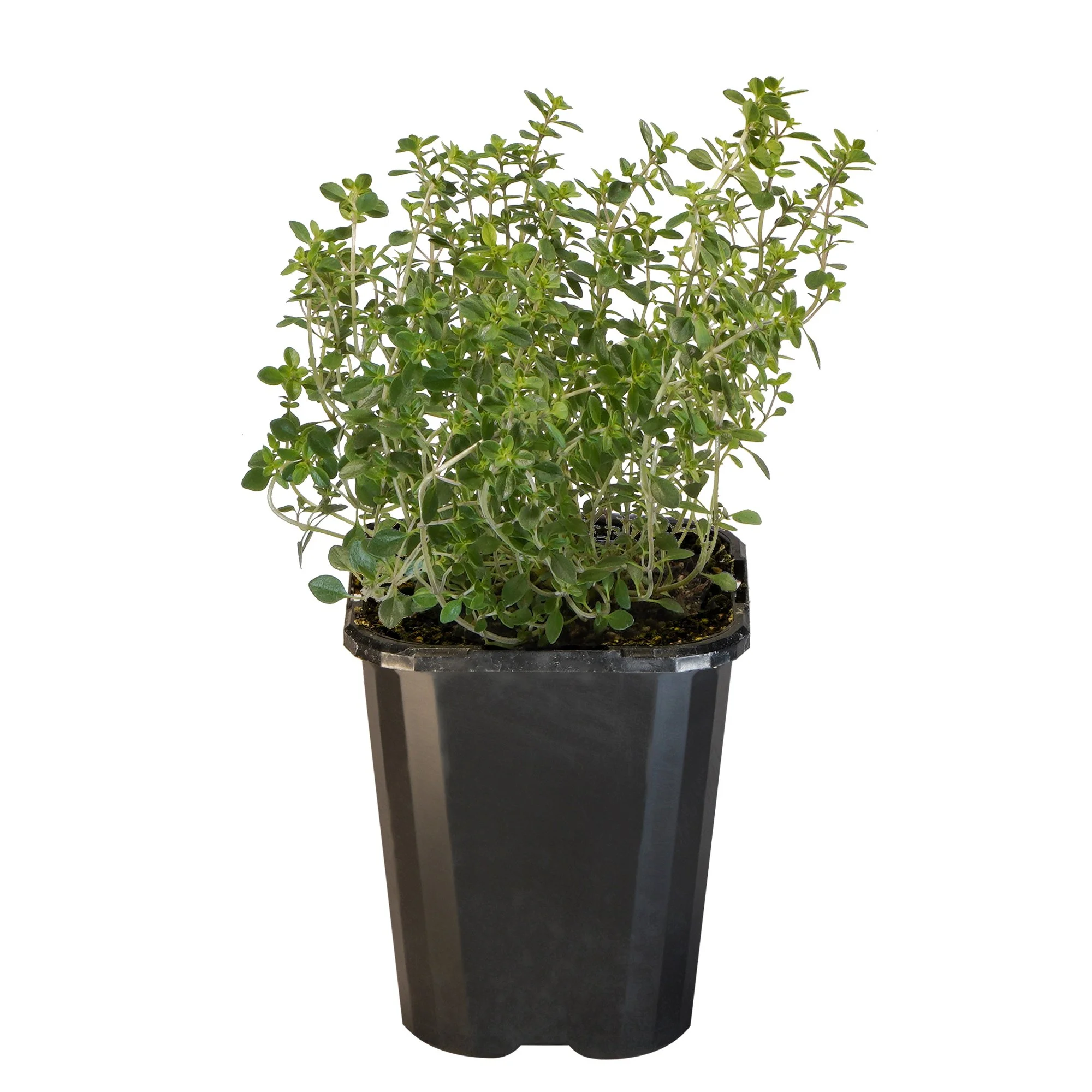 Thyme Lemon_09416408001203_3.jpg