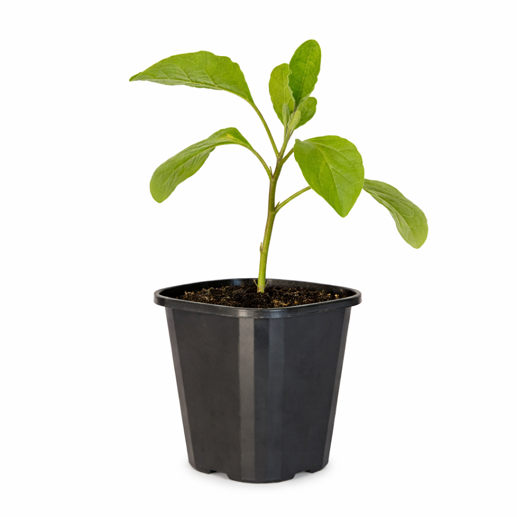 Eggplant - Long Purple