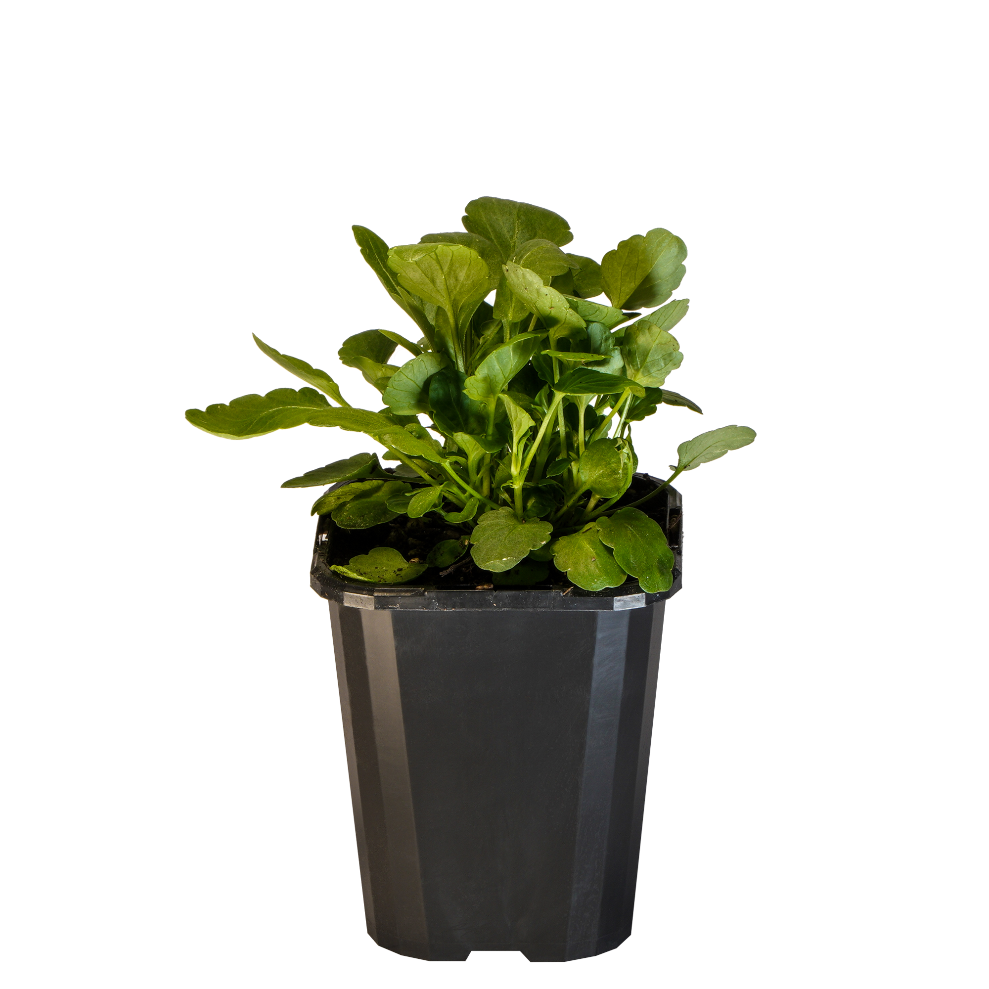 Viola Edible Flower_09416408001500_3.png