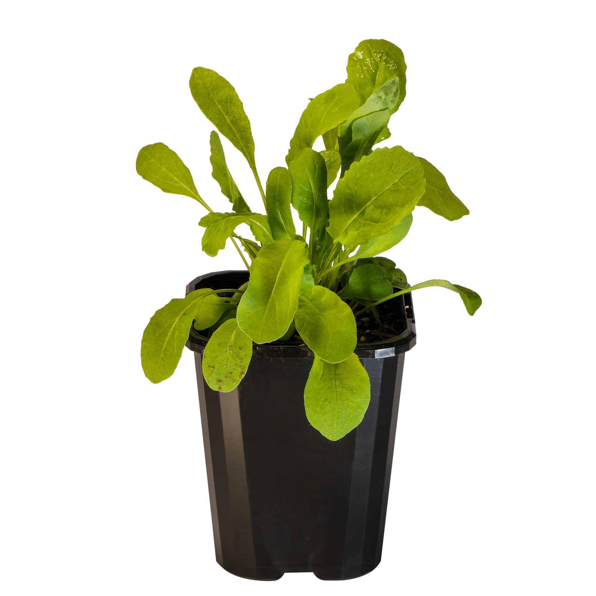 Rocket Salad_09416408001012_3.png