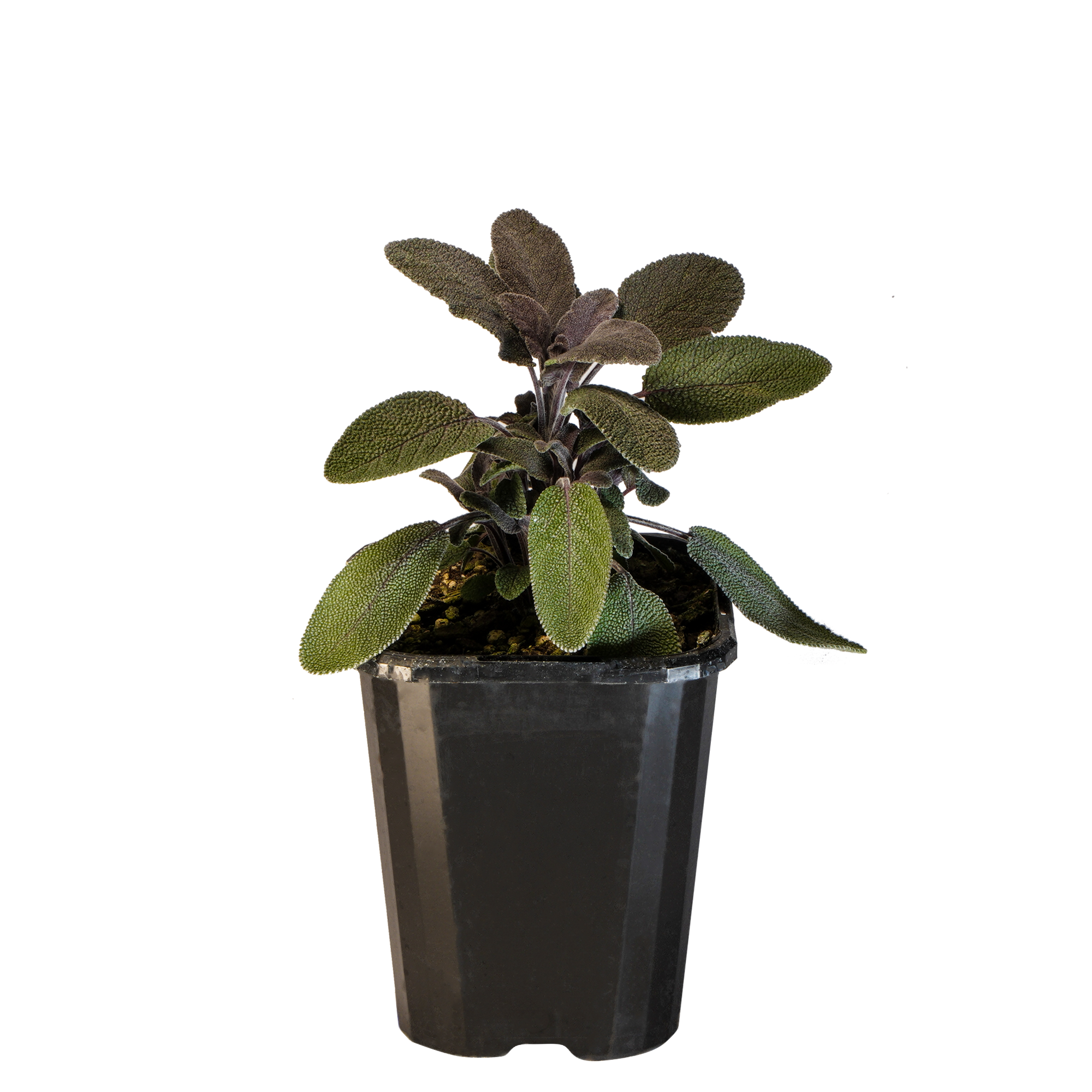 Sage Purple_09416408001074_3.png