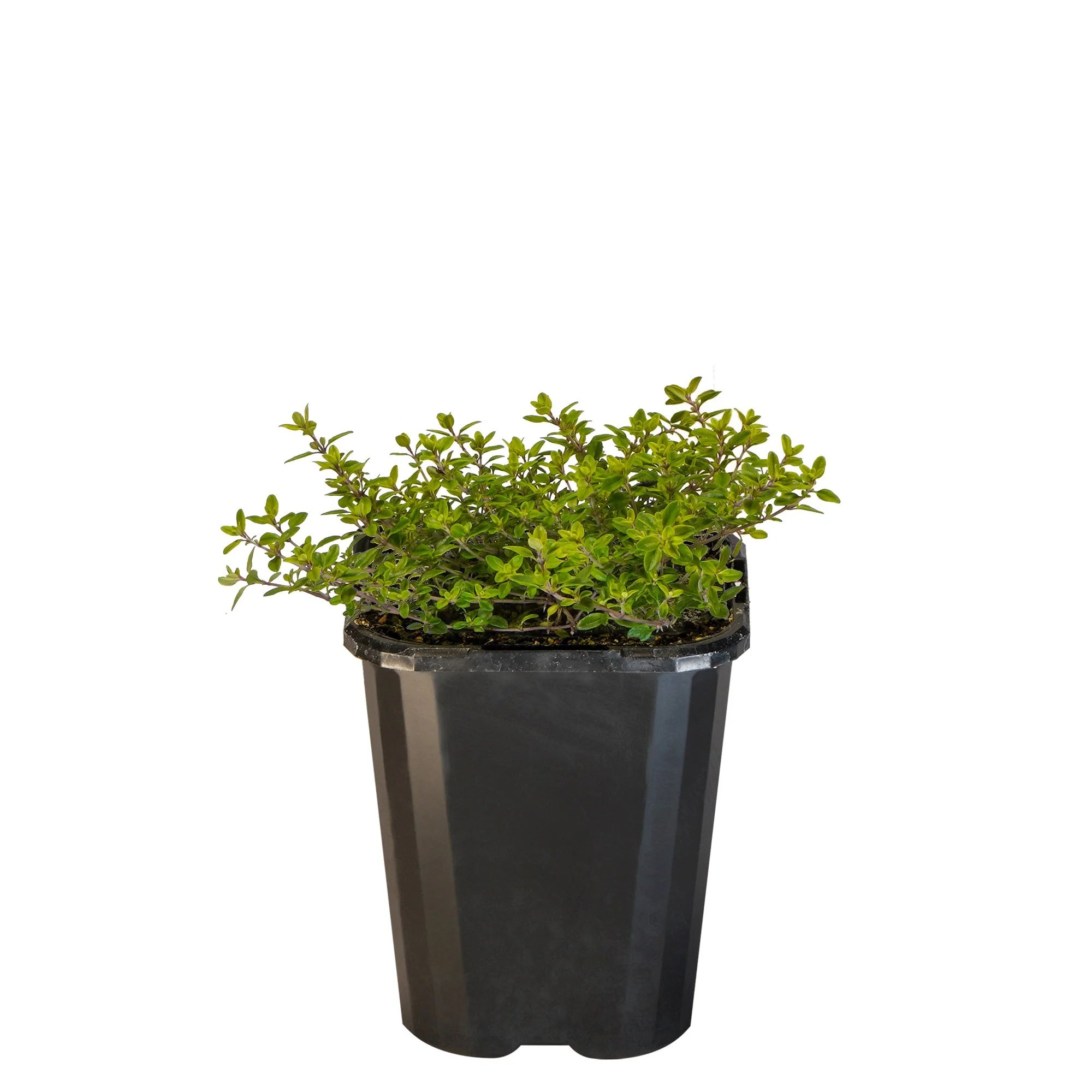 Thyme Golden_09416408001180_3.jpg