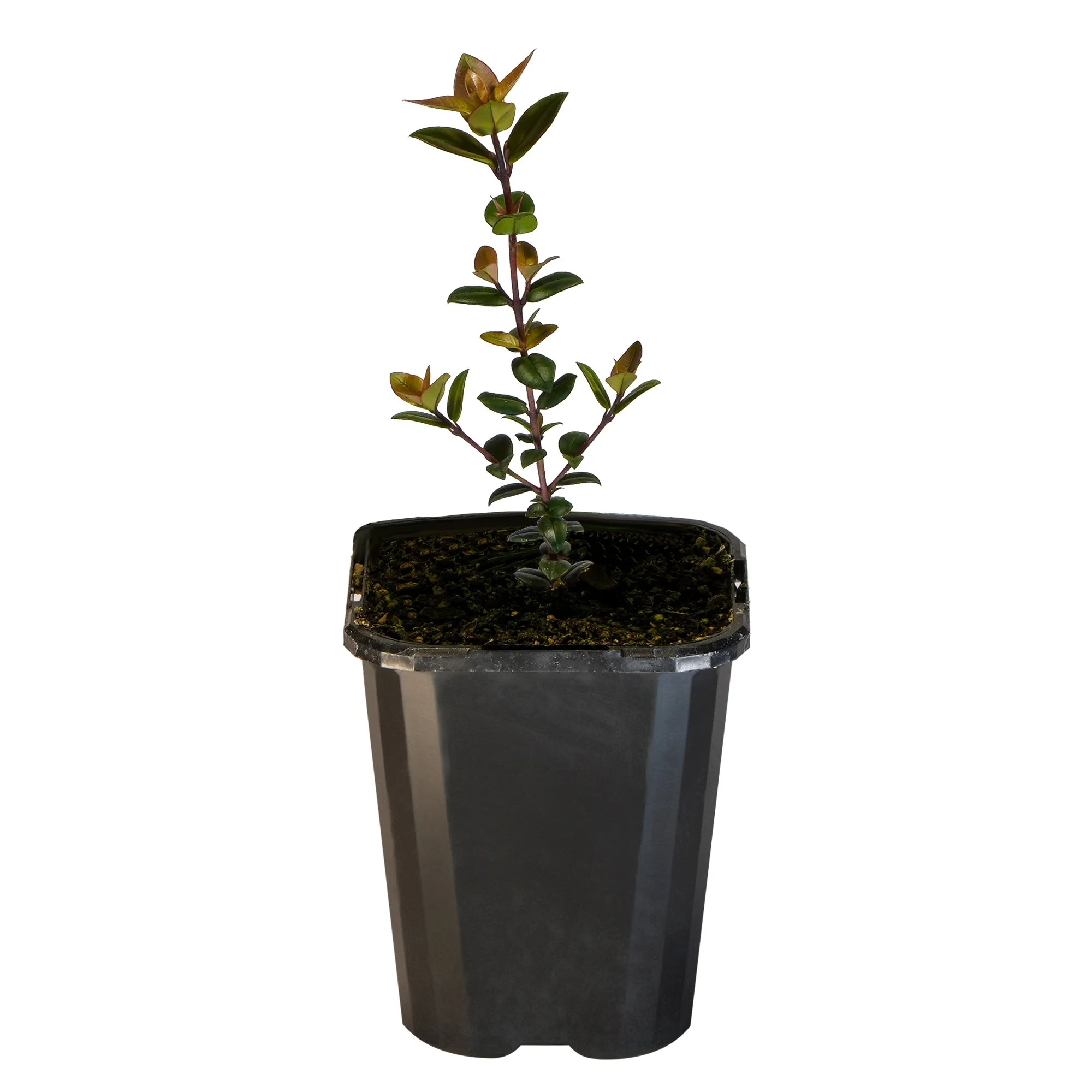 Chilean Guava_09416408000510_3.jpg