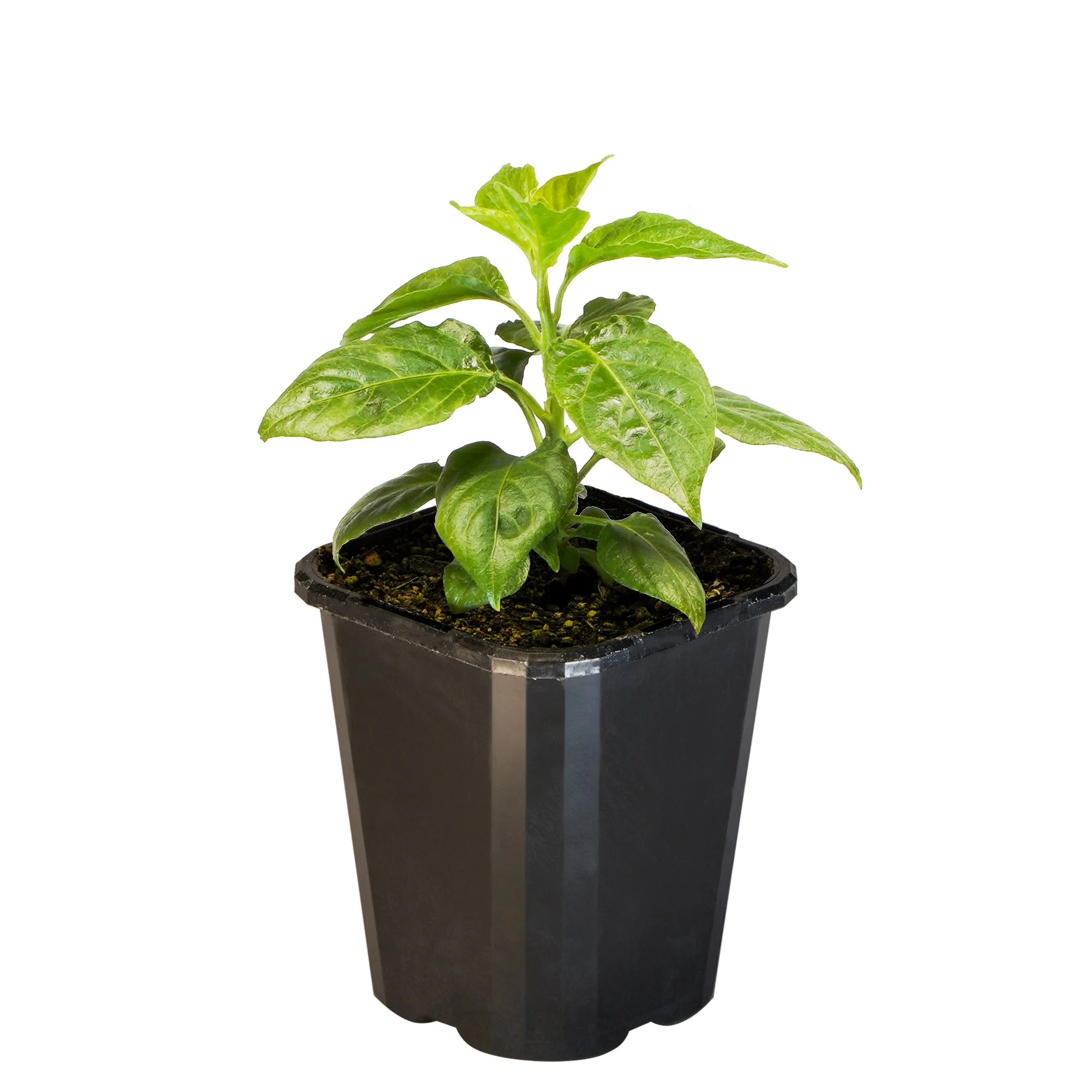 Chilli Habanero Red_09416408001661_2.jpg