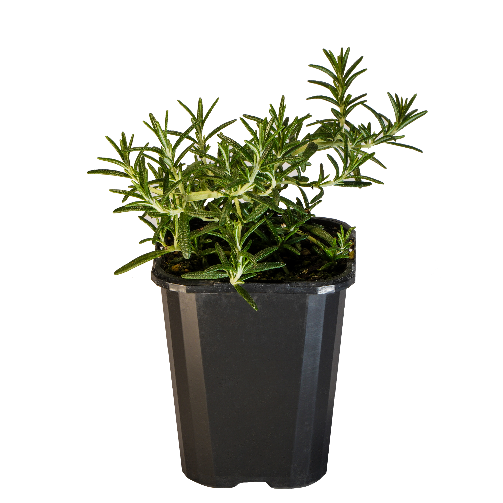 Rosemary Spreading_09416408001036_3.png