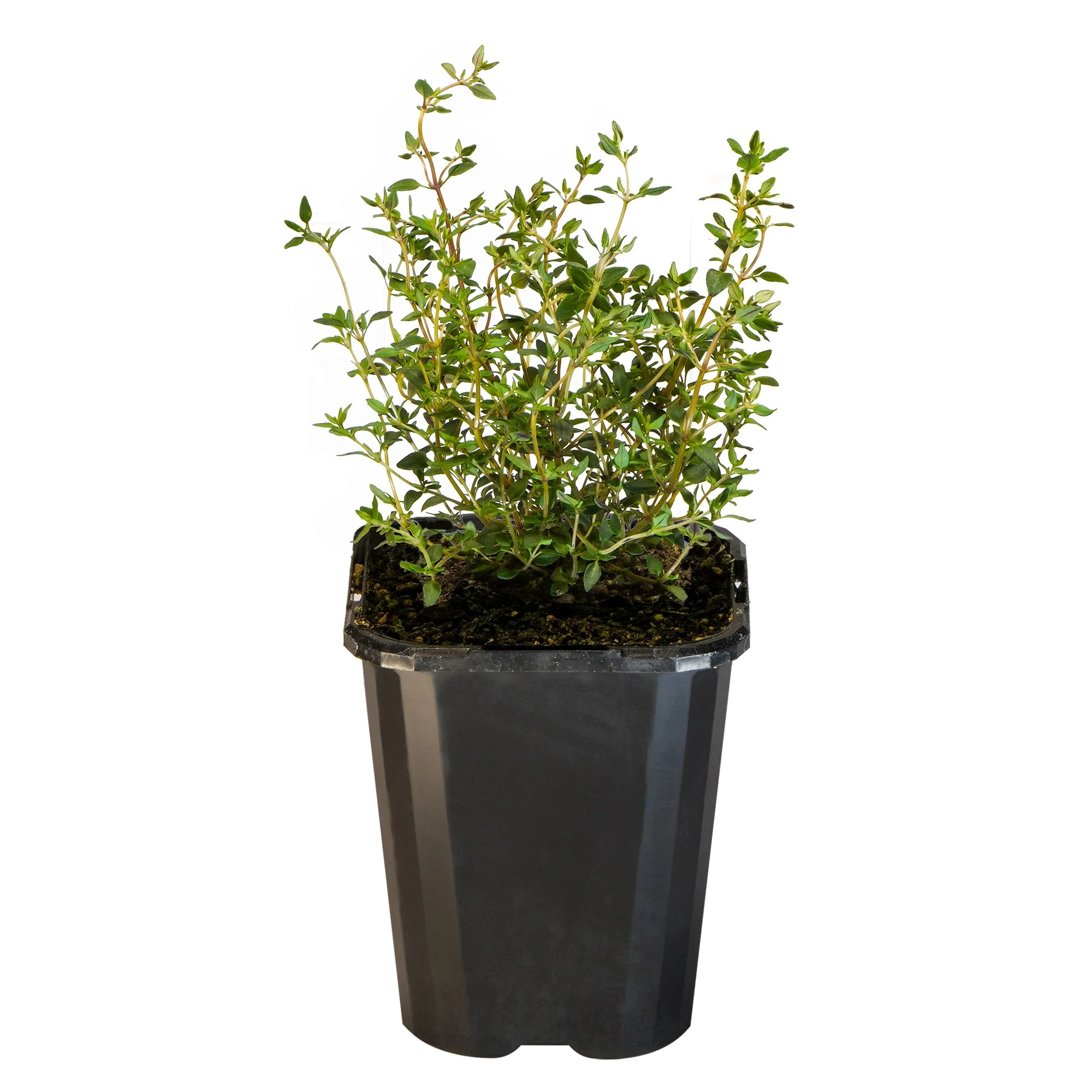 Thyme Common_09416408001166_3.jpg