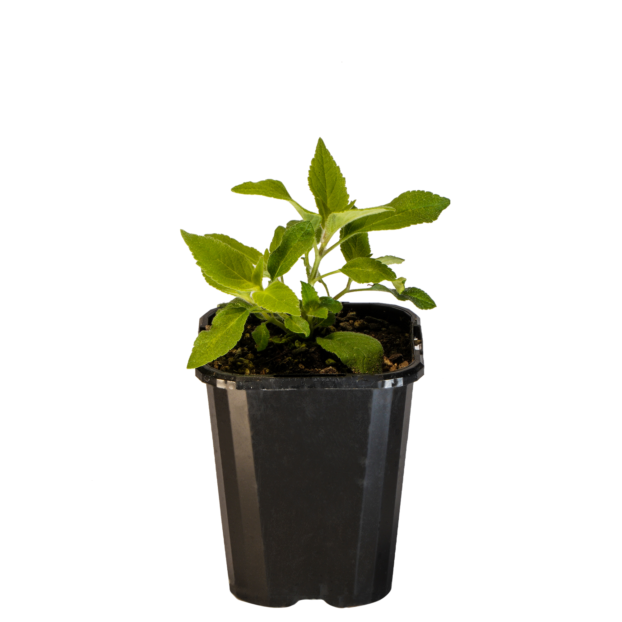 Sage Pineapple_09416408001067_3.png