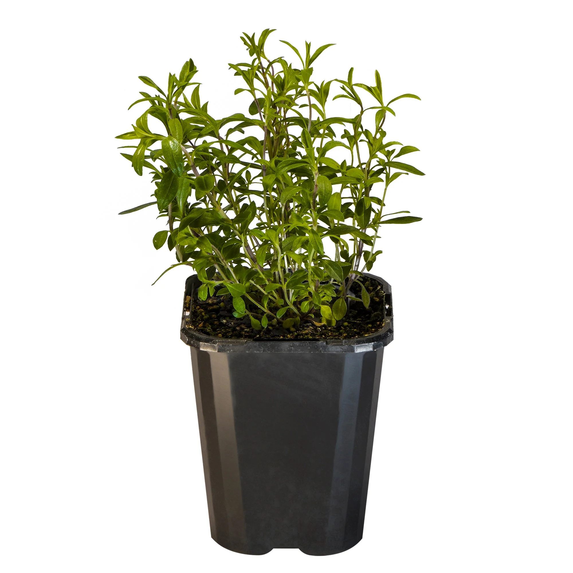 Winter Savory_09416408001388_3.jpg