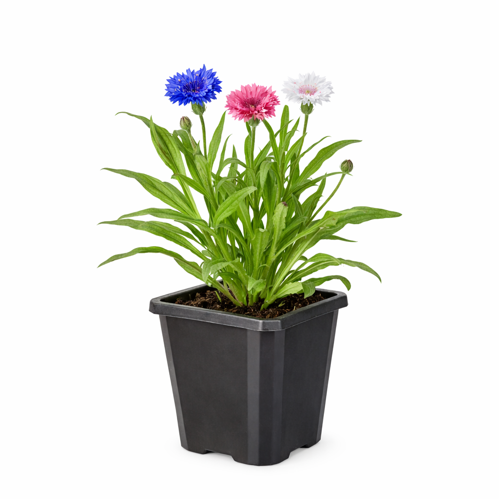 Cornflower Mixed