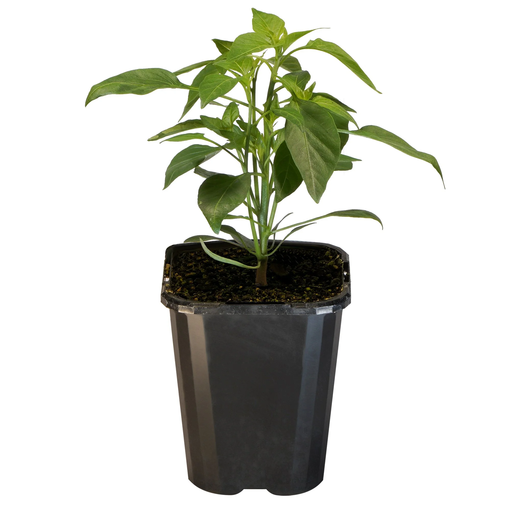 Chilli Thai Hot_09416408000565_3.jpg