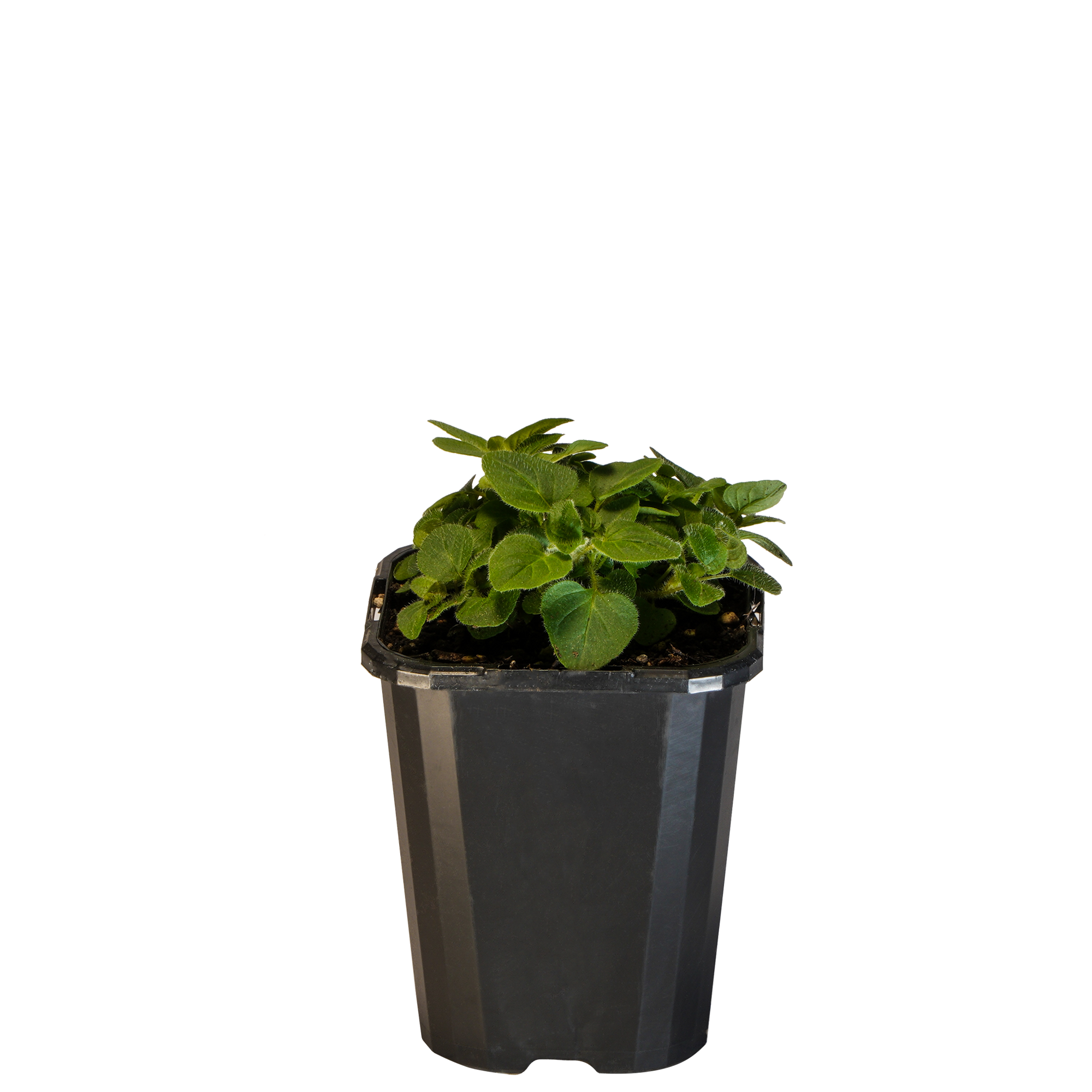Oregano_09416408000916_3.png