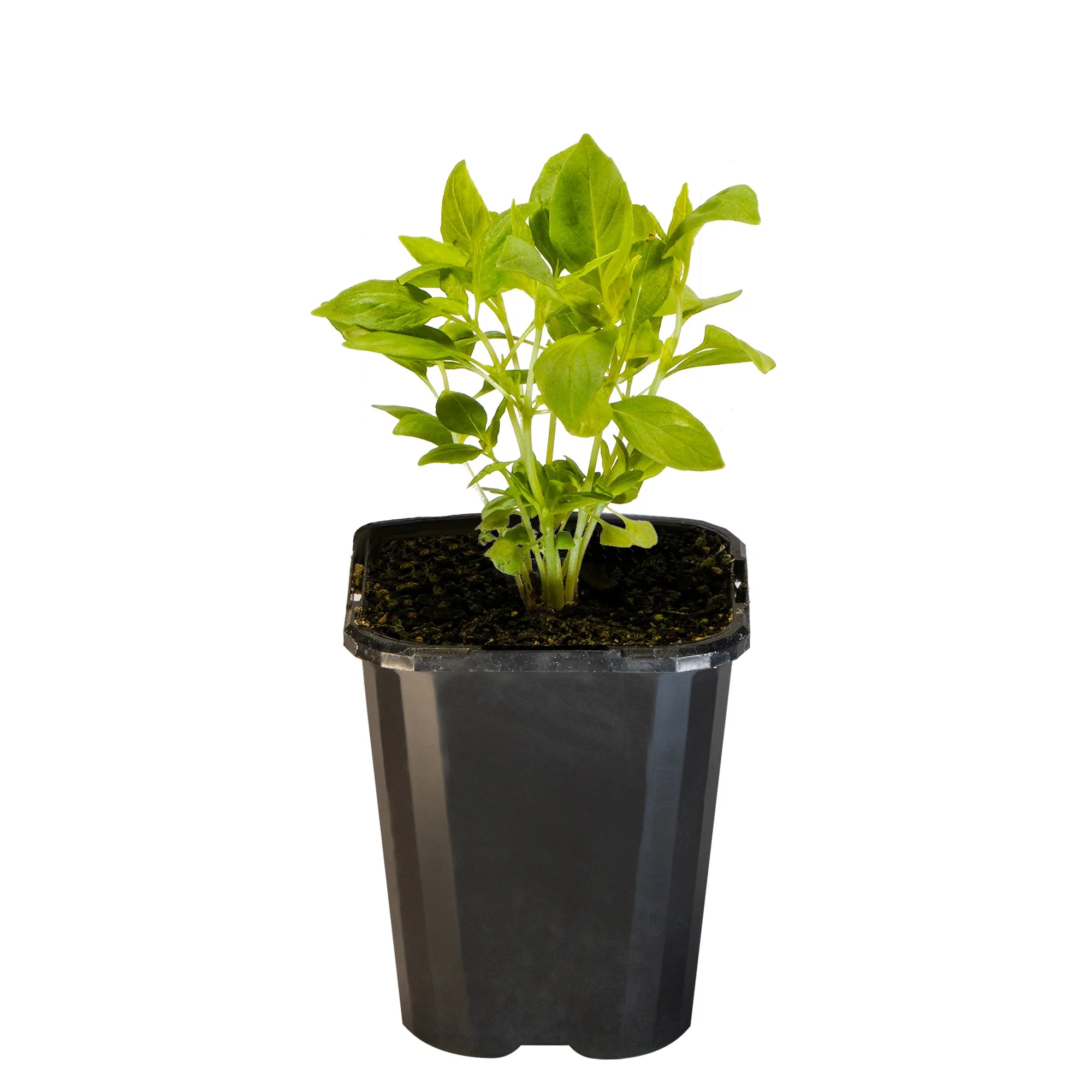 Basil Mrs Burns Lemon_09416408000350_3.jpg