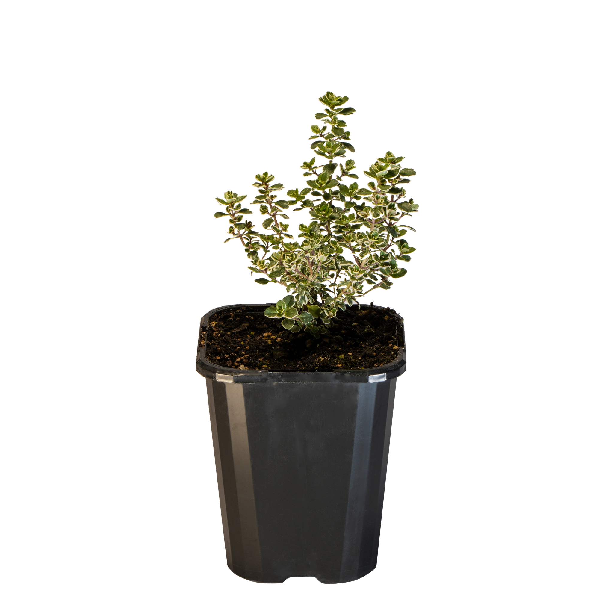 Thyme Lemon Variegated_09416408001210_3.png