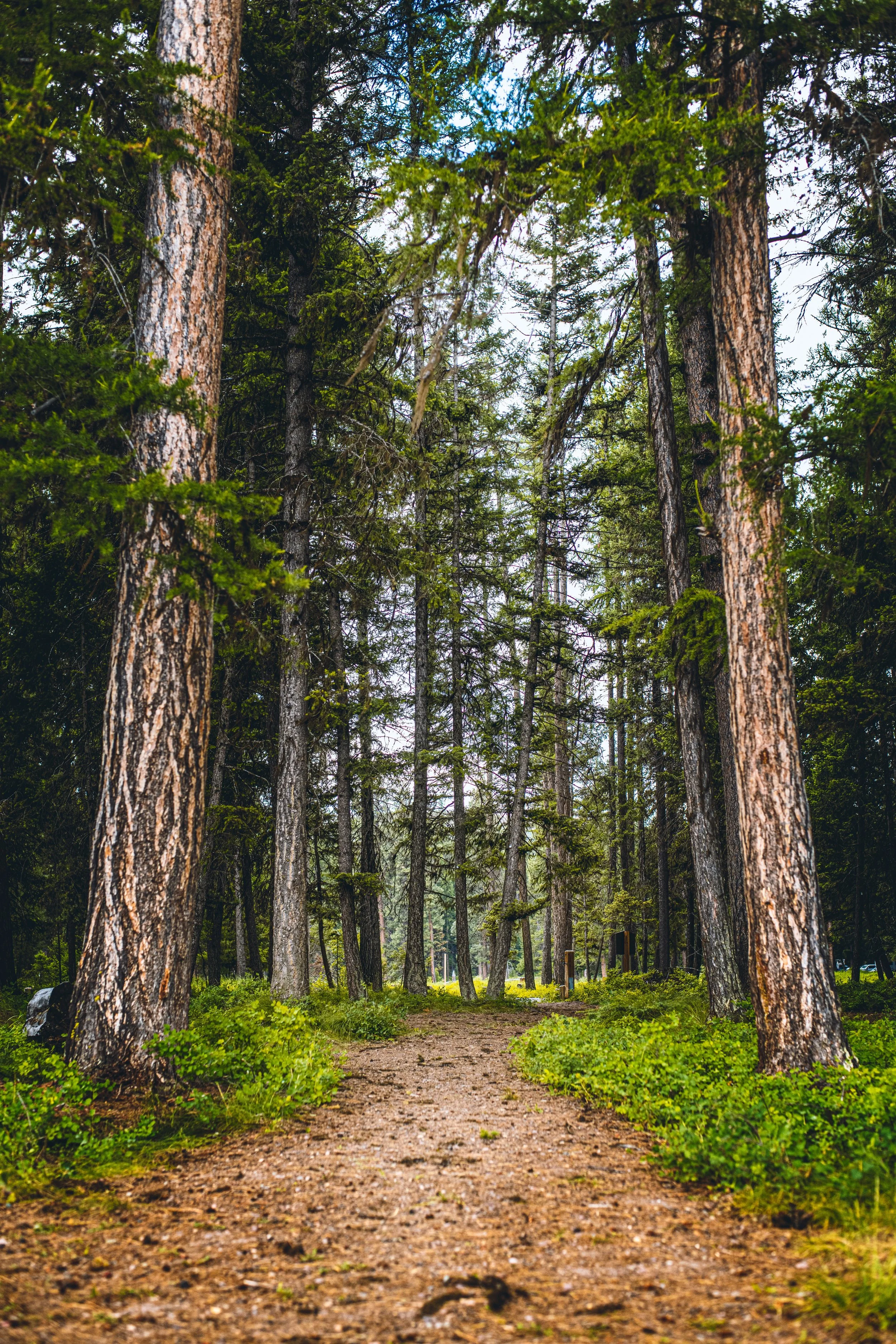 A dirt forest trail surrounded by tall pine trees and green foliage.