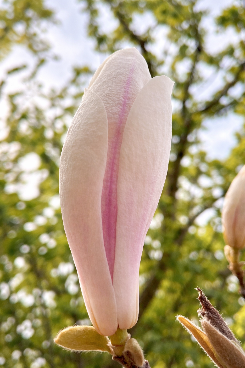 Magnolia bud in soft bloom.png