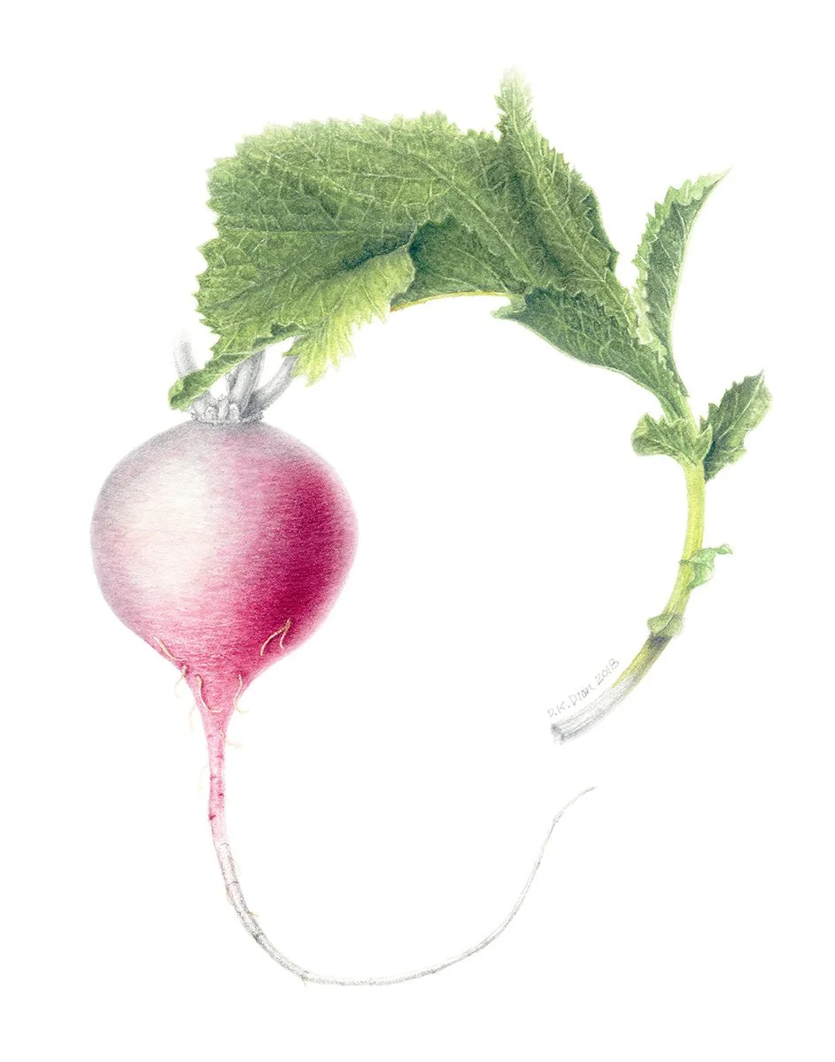 Raphanus sativus, Radish, watercolor & graphite on paper