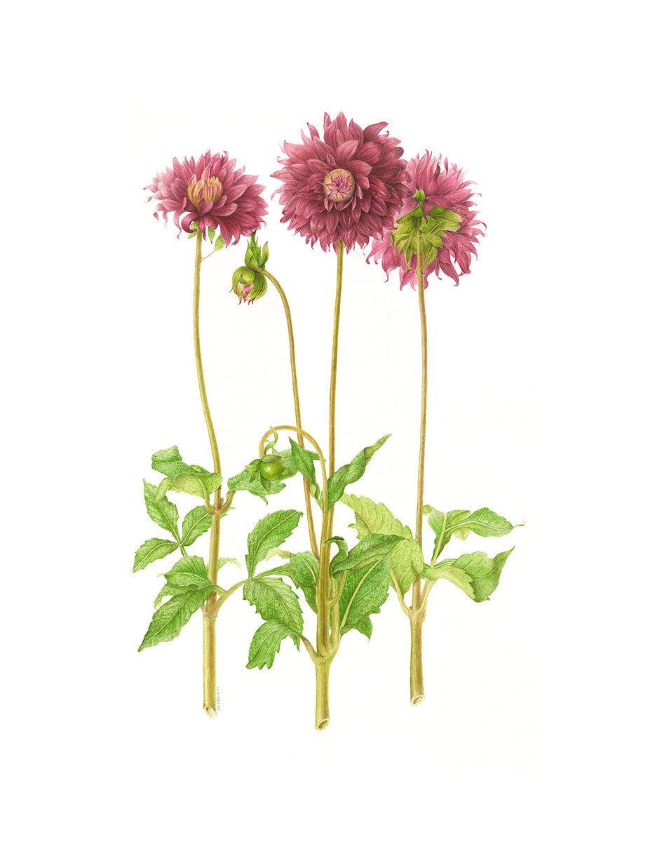 Dahlia 'Black Magic', watercolor on paper