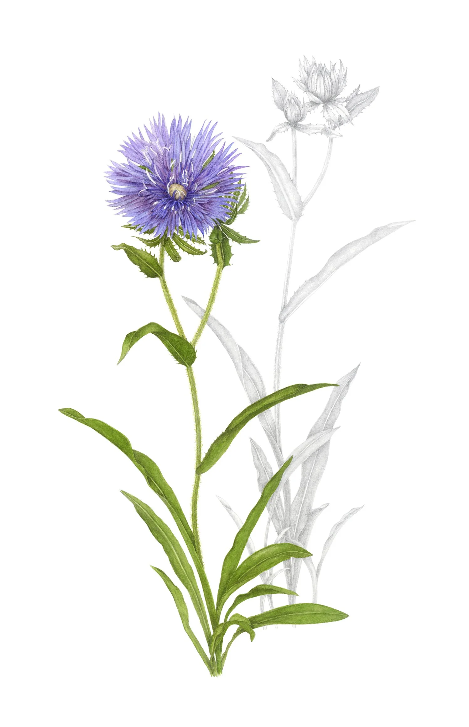 Stokesia laevis, Stoke's aster, watercolor and graphite on paper