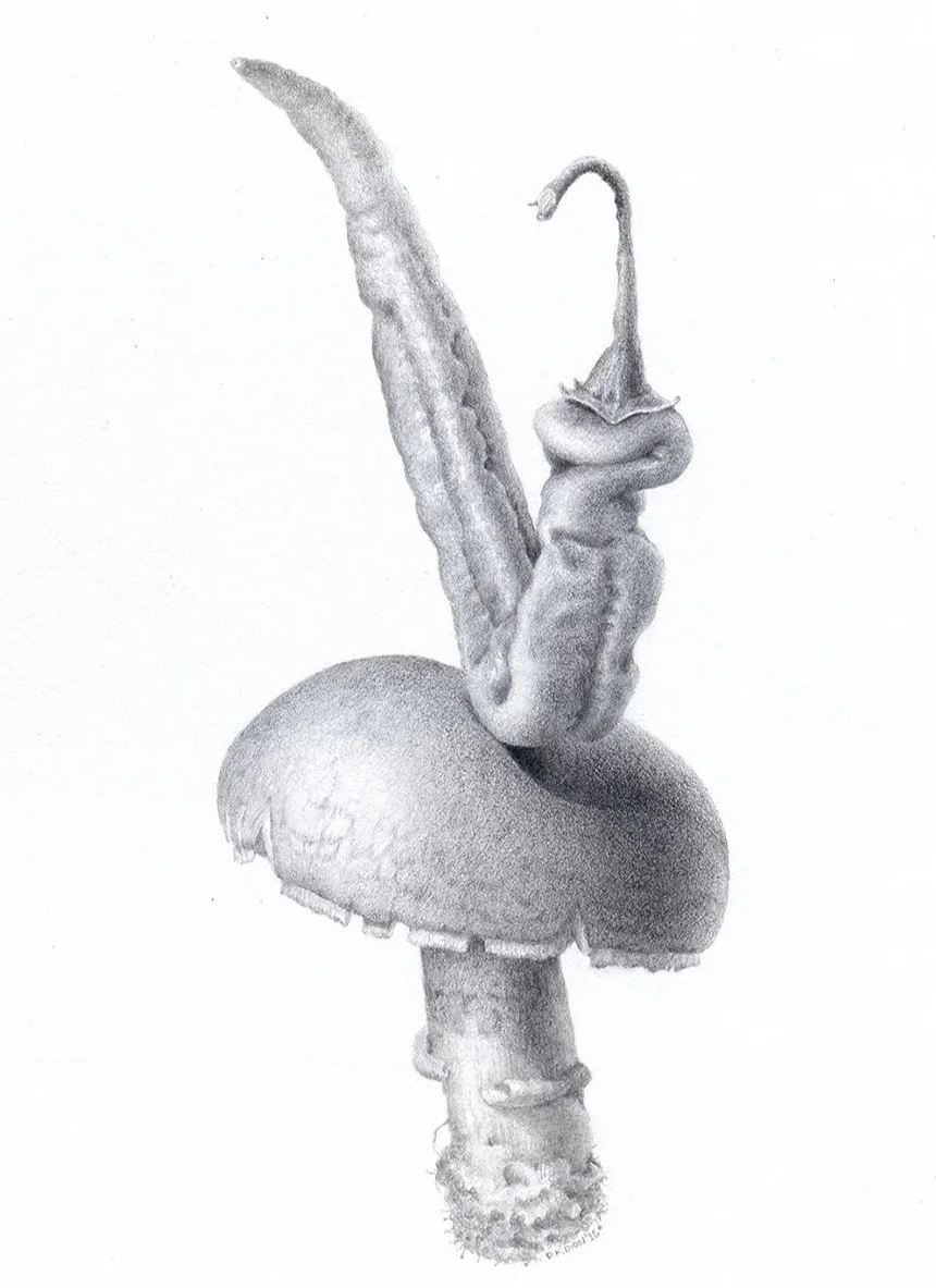 Capsicum annuum, Agaricus Bosporus, hot pepper & portabella mushroom, graphite on paper