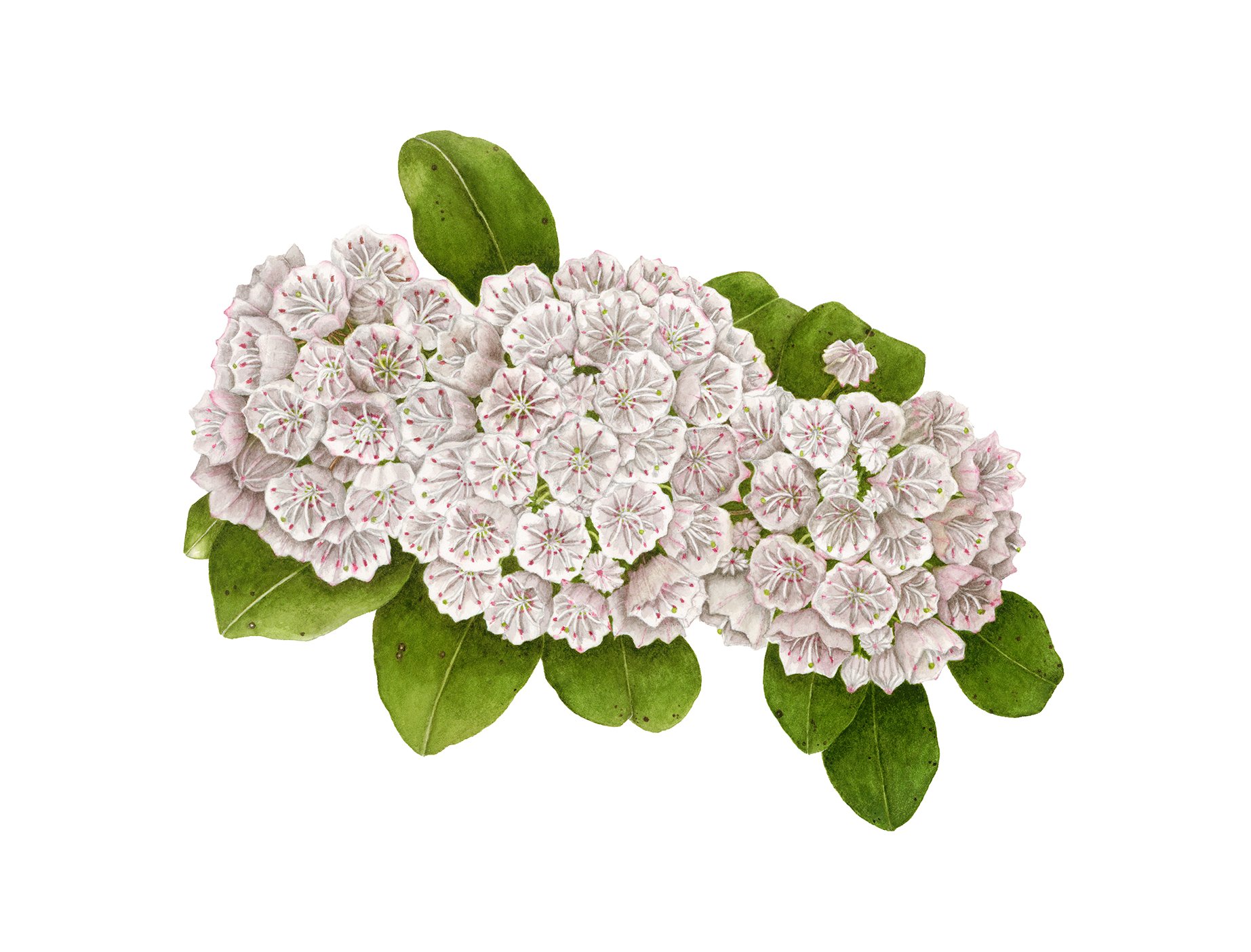 Kalmia latifolia, mountain laurel, watercolor and graphite on paper