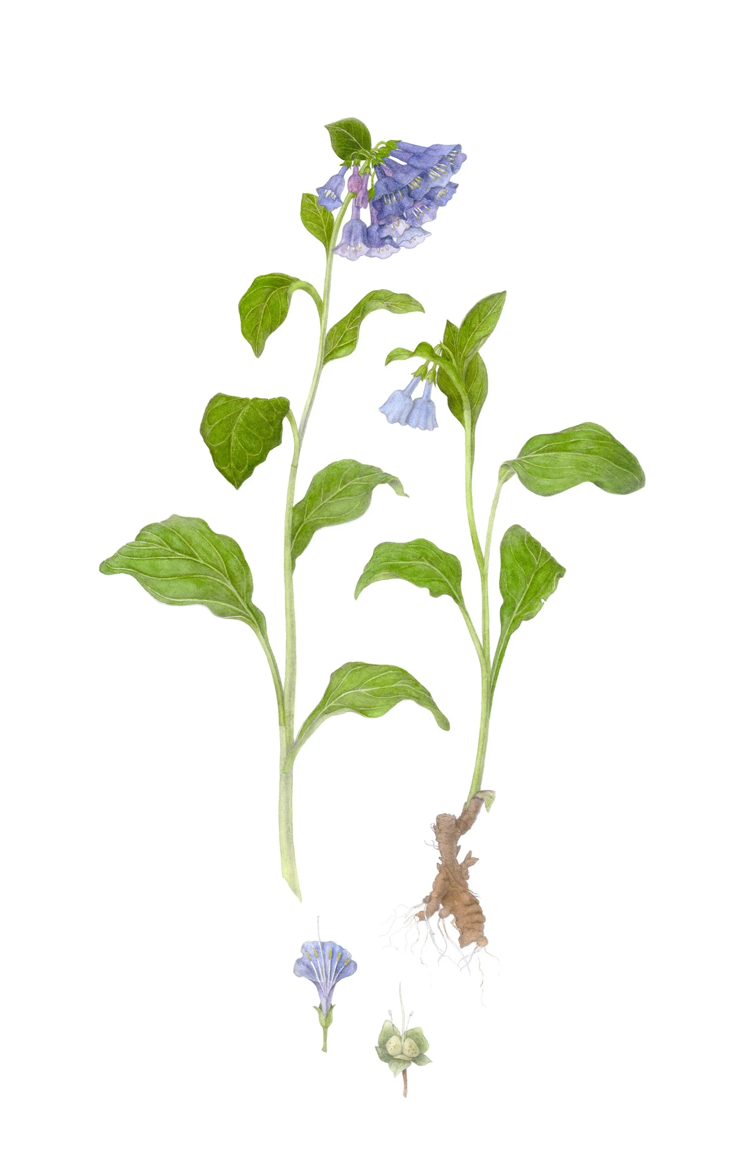 Mertensia virginica, watercolor on paper