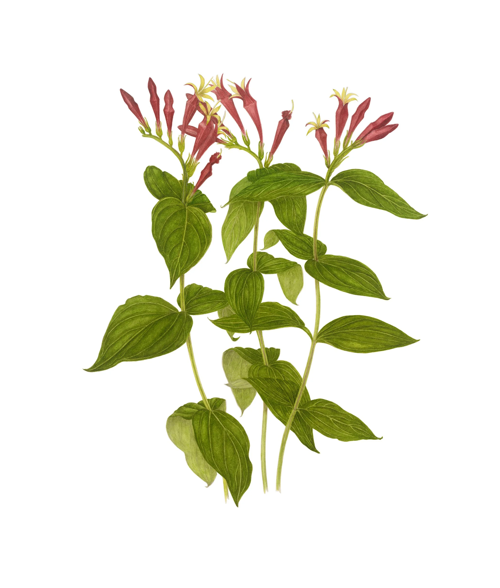 Spigelia marilandica, Indian pink, watercolor on paper