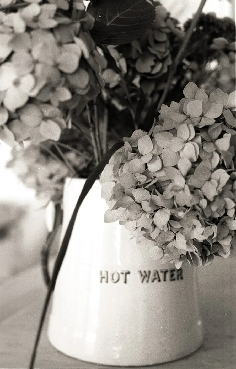 Harvey Cedars, New Jersey, Toby's hydrangeas