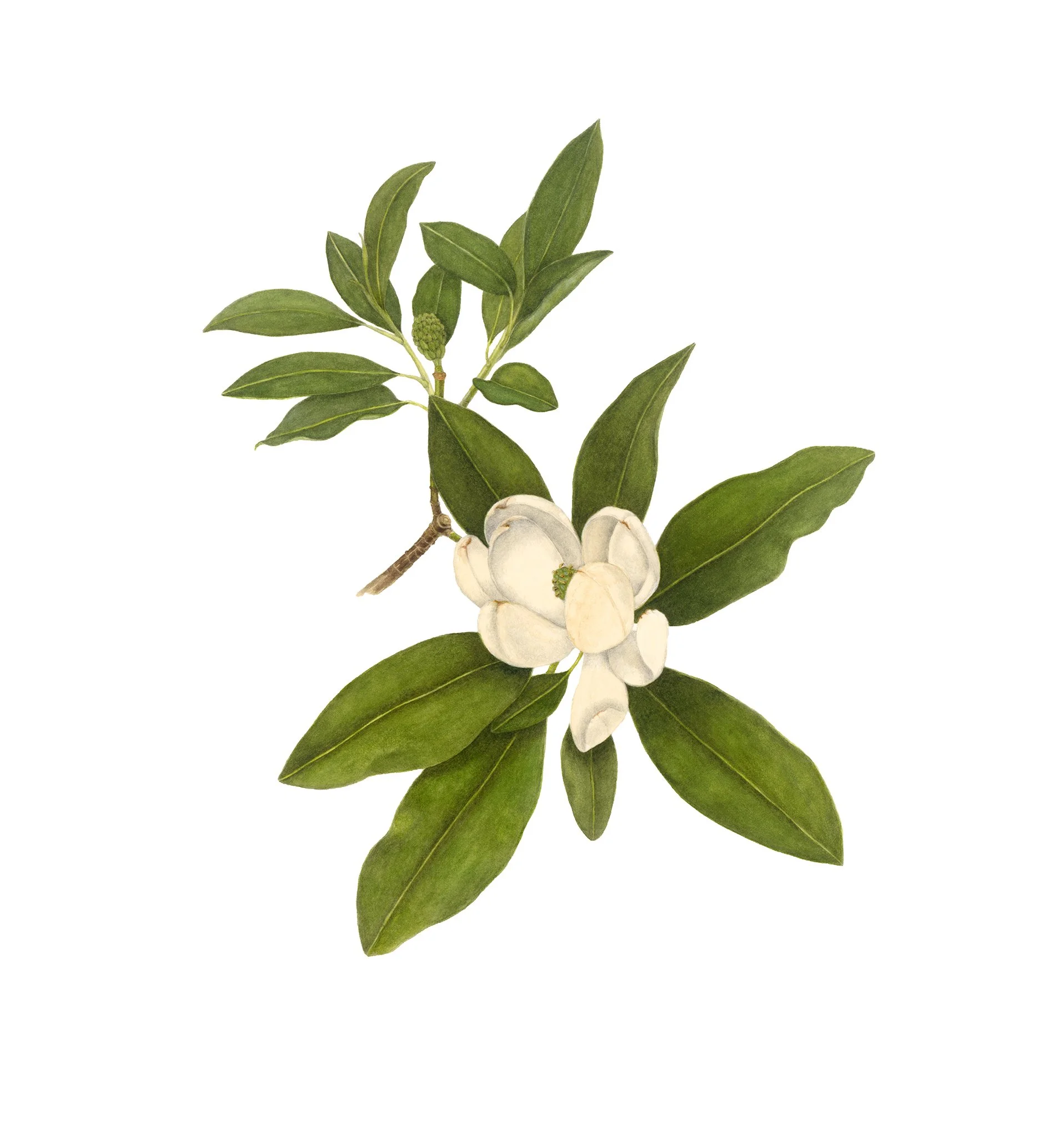 Magnolia virginiana, sweetbay magnolia, 
watercolor and graphite on paper
