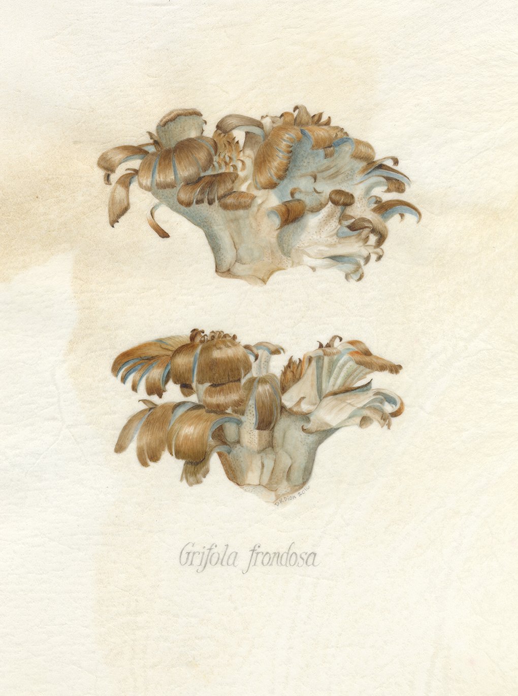 Grifola frondosa, Hen of the Woods mushroom, watercolor on vellum