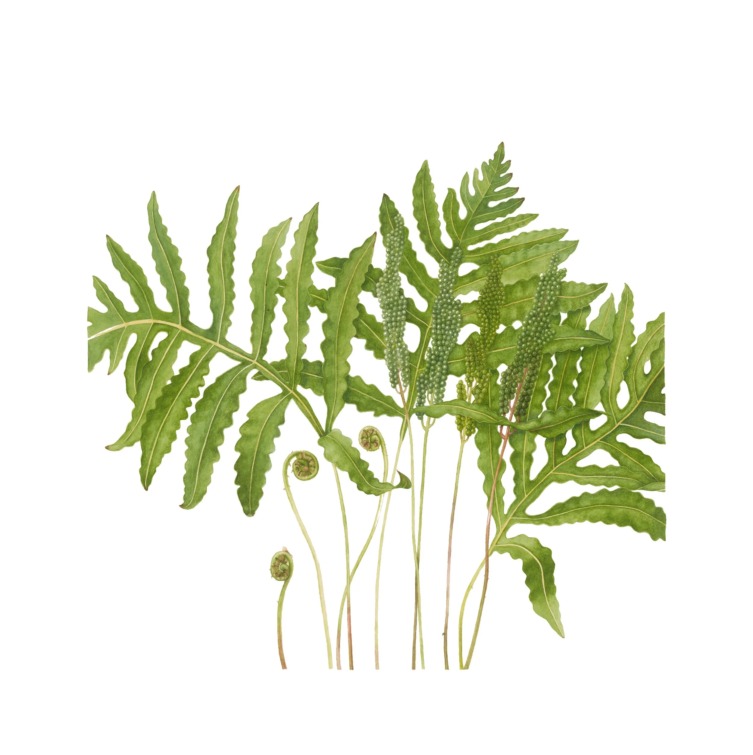 Onoclea sensibilis, sensitive fern, watercolor on paper