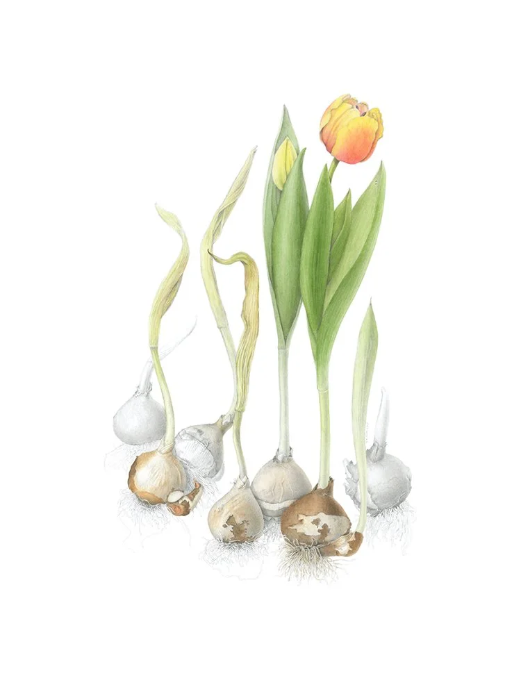 Tulipa 'Sahara Rally', tulip, watercolor & graphite on paper