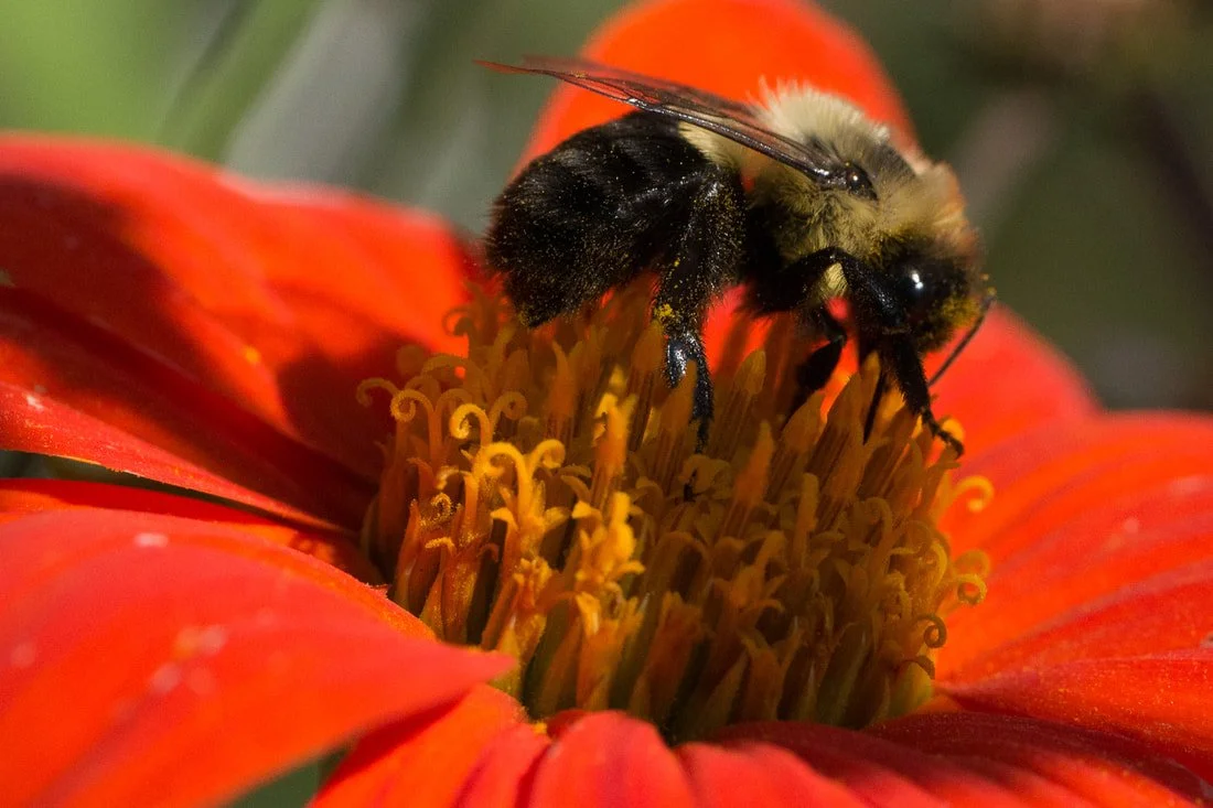 Bombus impatiens, common eastern bumblebee