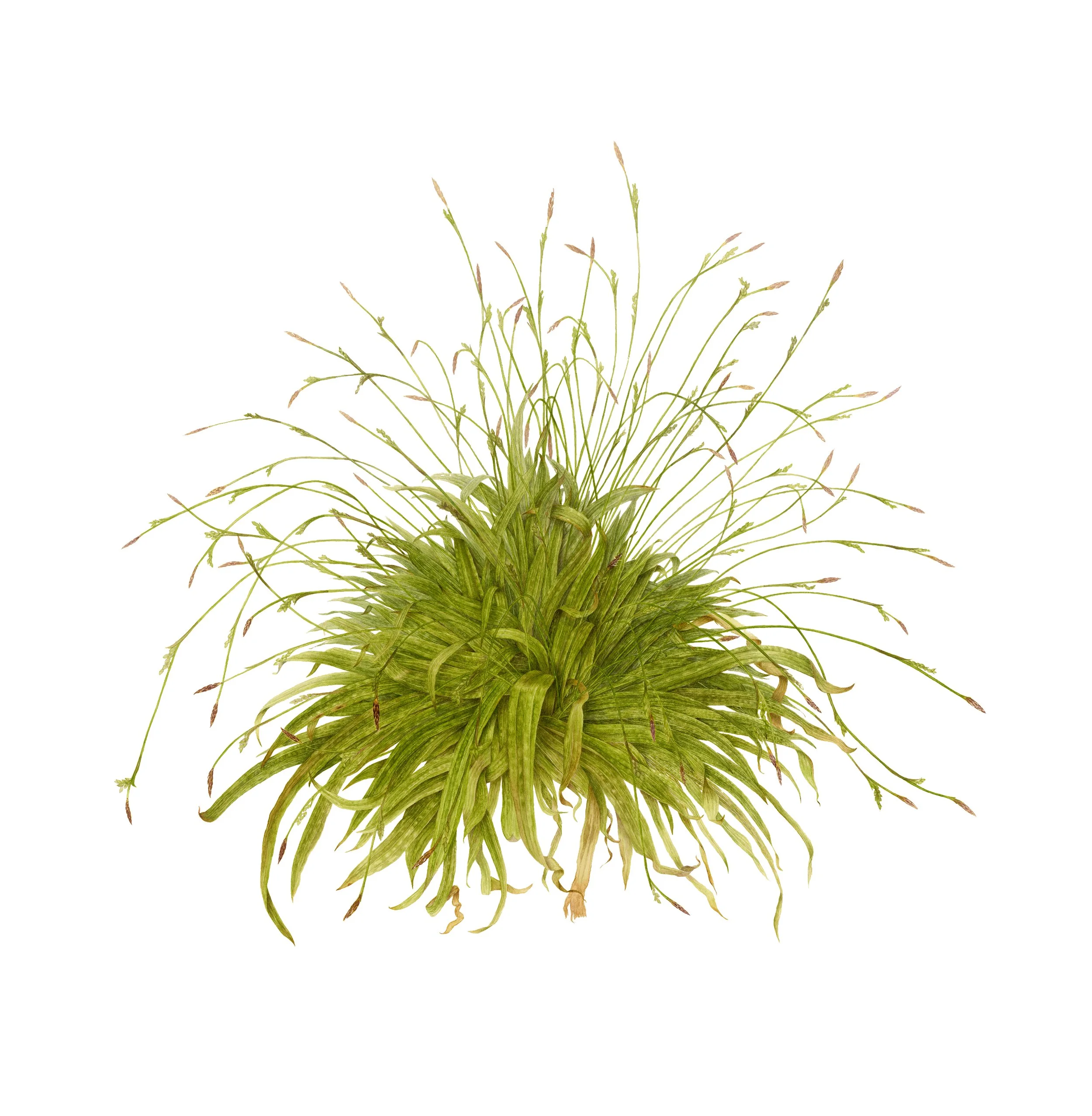 Carex plantigenia, plantain leaf sedge, watercolor on paper