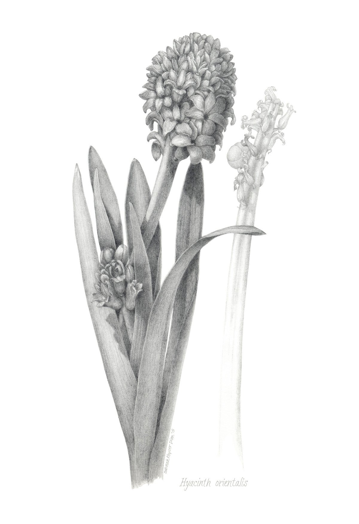 Hyacinth orientalis, graphite on paper