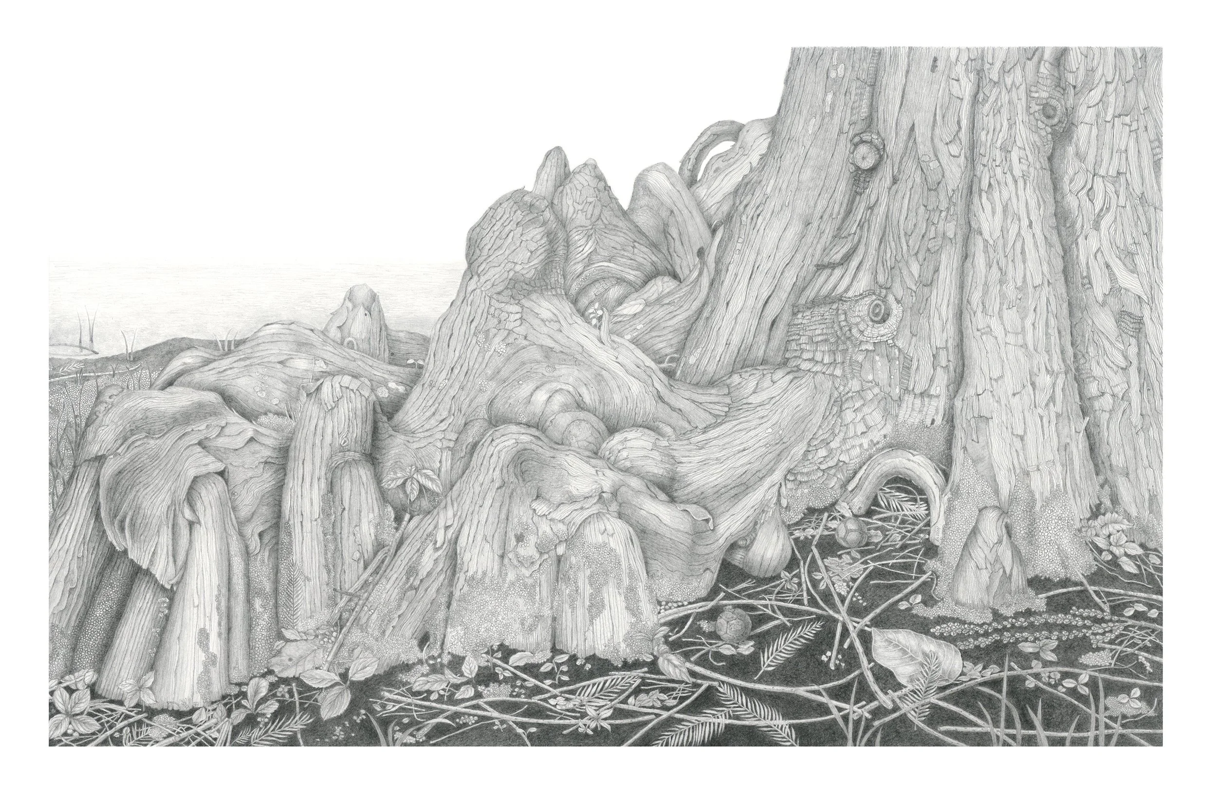 Taxodium distichum, bald cypress, 
graphite on paper